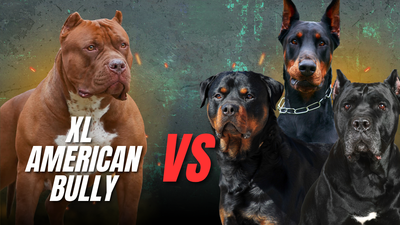 XL American Bully vs Other Large Breeds: What First-Time Owners Need to Know