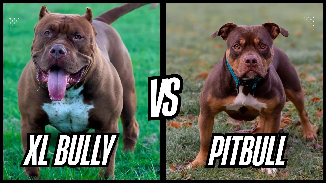 XL American Bully vs Pitbull: Why They're Not the Same Dog.