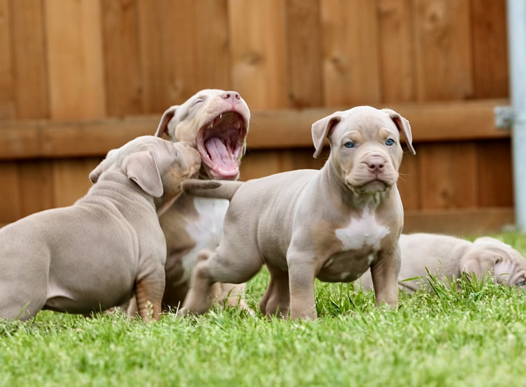 XL American Bully puppies playing outdoors – DTX Bullies Dallas TX