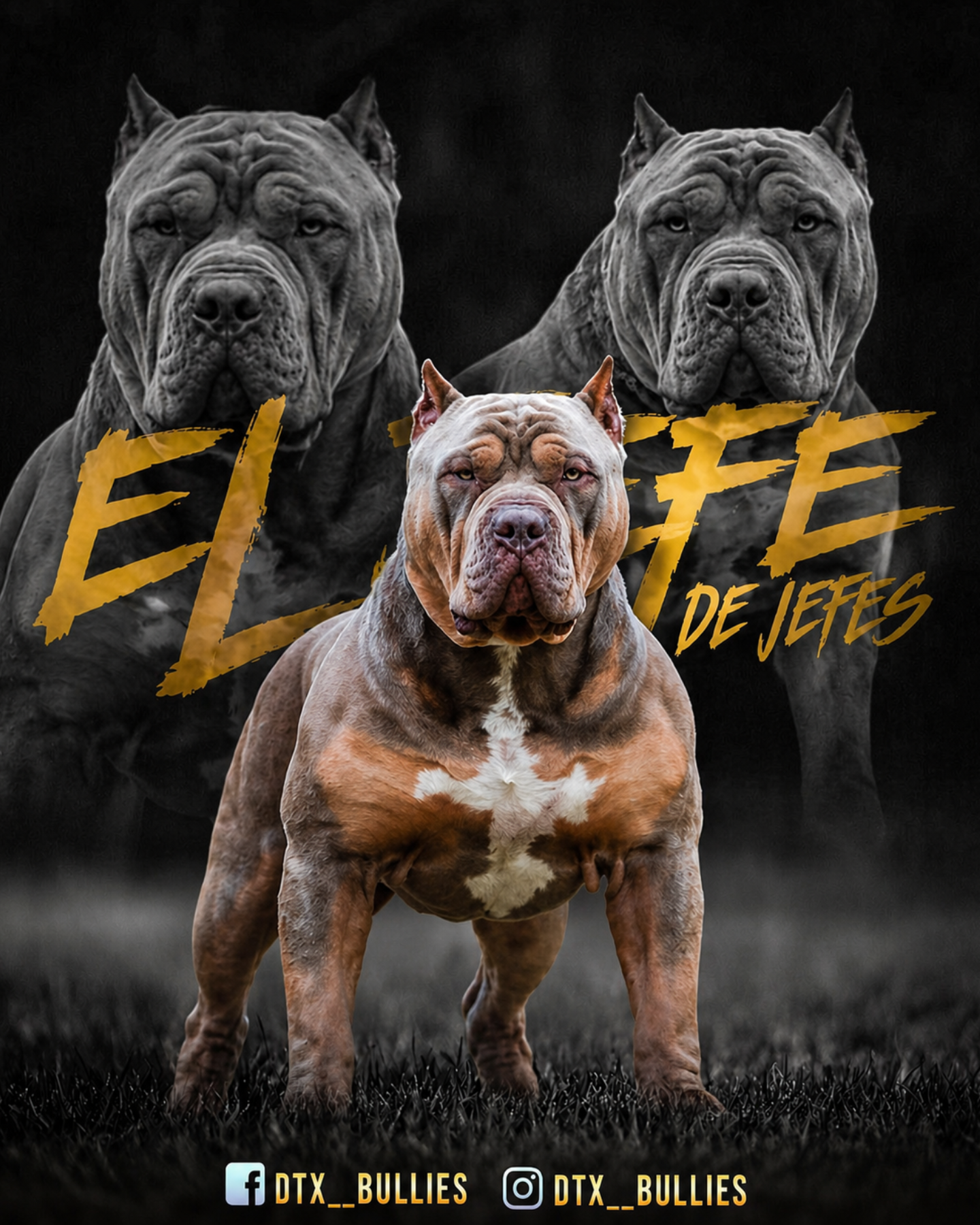 El Jefe De Jefes lilac tri XL American Bully stud from DTX Bullies in Dallas, Texas