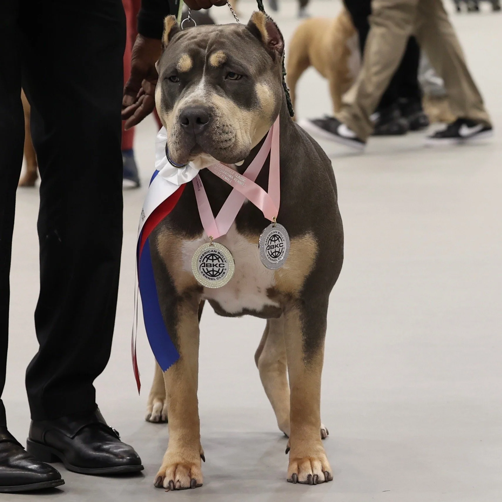 DTX Bullies ABKC Champion XL American Bully with show ring achievement medals from American Bully Kennel Club