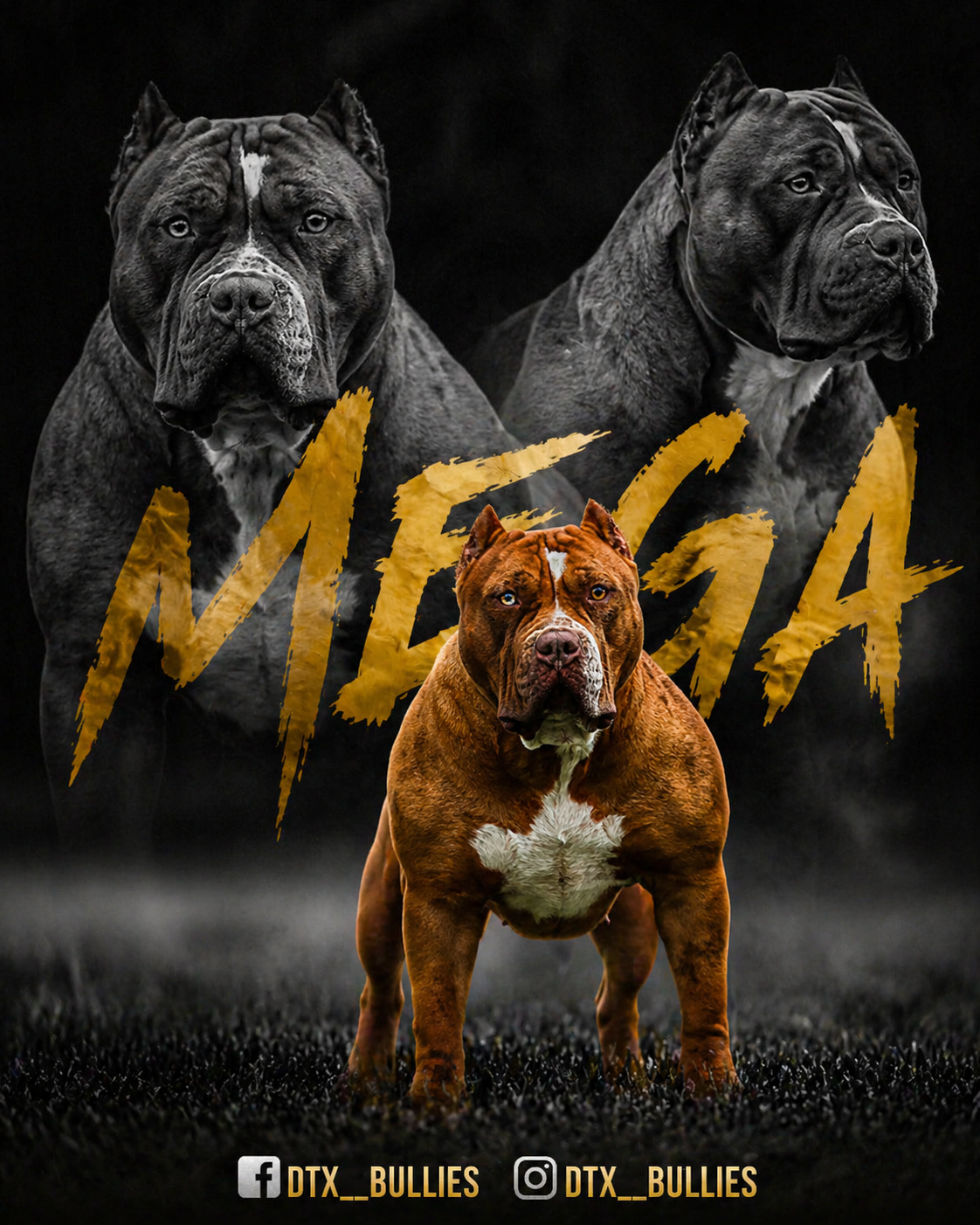 Mega red chocolate merle XL American Bully female Dallas Texas tri carrier ABKC