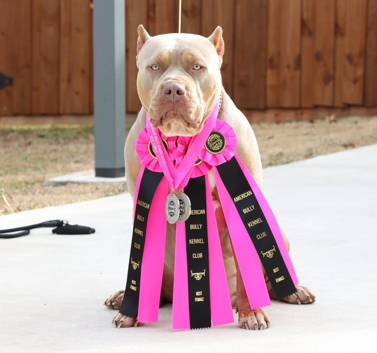 DTX Bullies ABKC Champion with multiple Best Female titles from American Bully Kennel Club shows