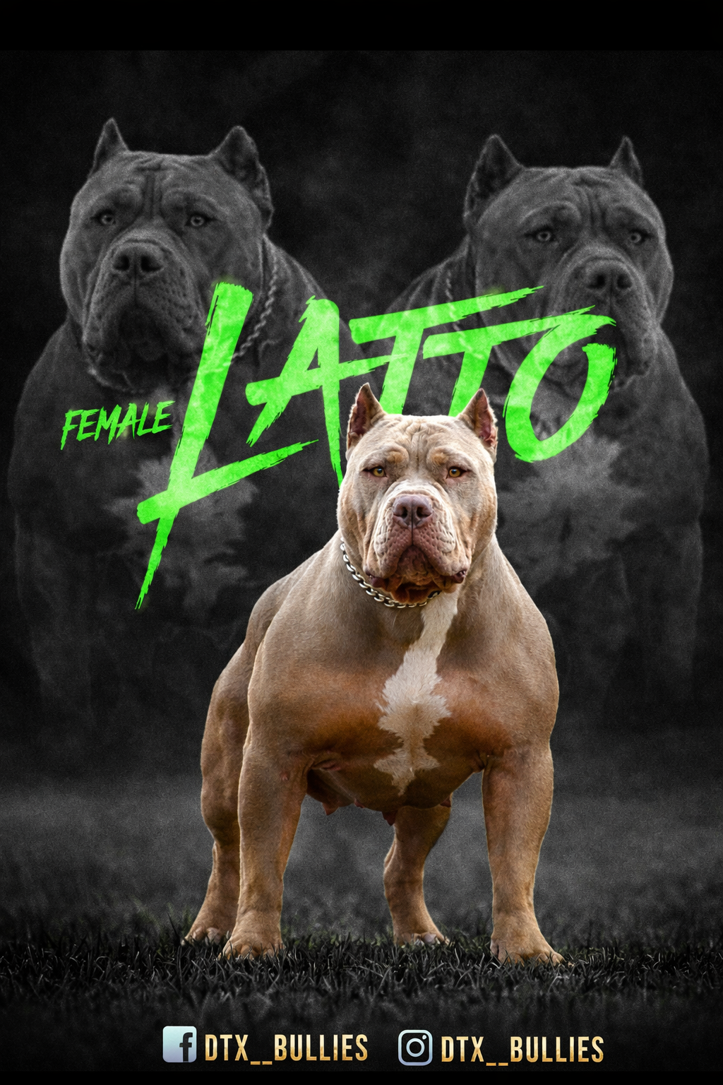 Latto lilac tri carrier XL American Bully female from DTX Bullies Dallas Texas