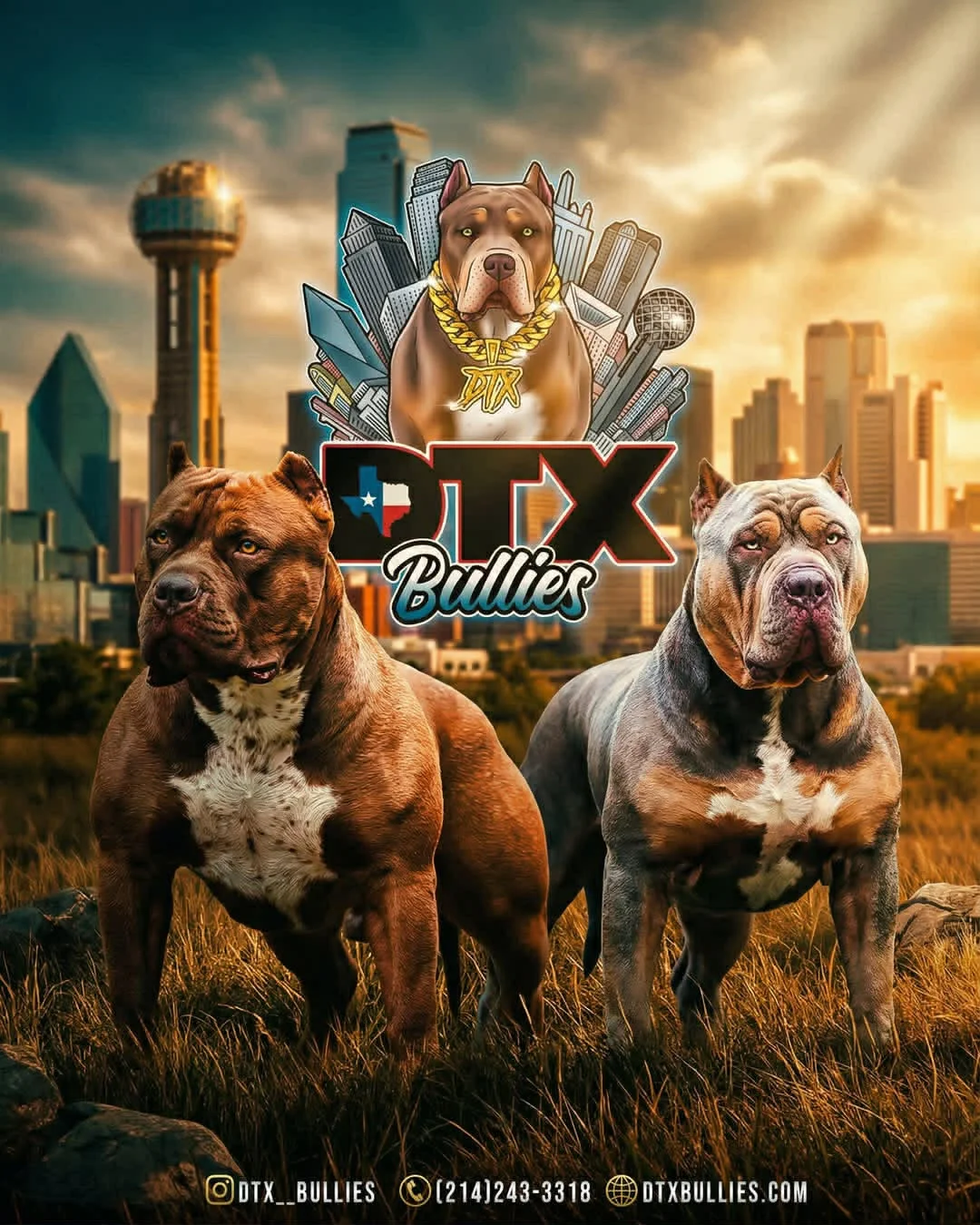 Two large, muscular dogs standing in a grassy field with the Dallas city skyline in the background. One is brown with a white chest, and the other is gray with a white and brown chest. Above them, a cartoon dog with a gold chain and a cityscape background is featured alongside the text 'DX Bullies'.