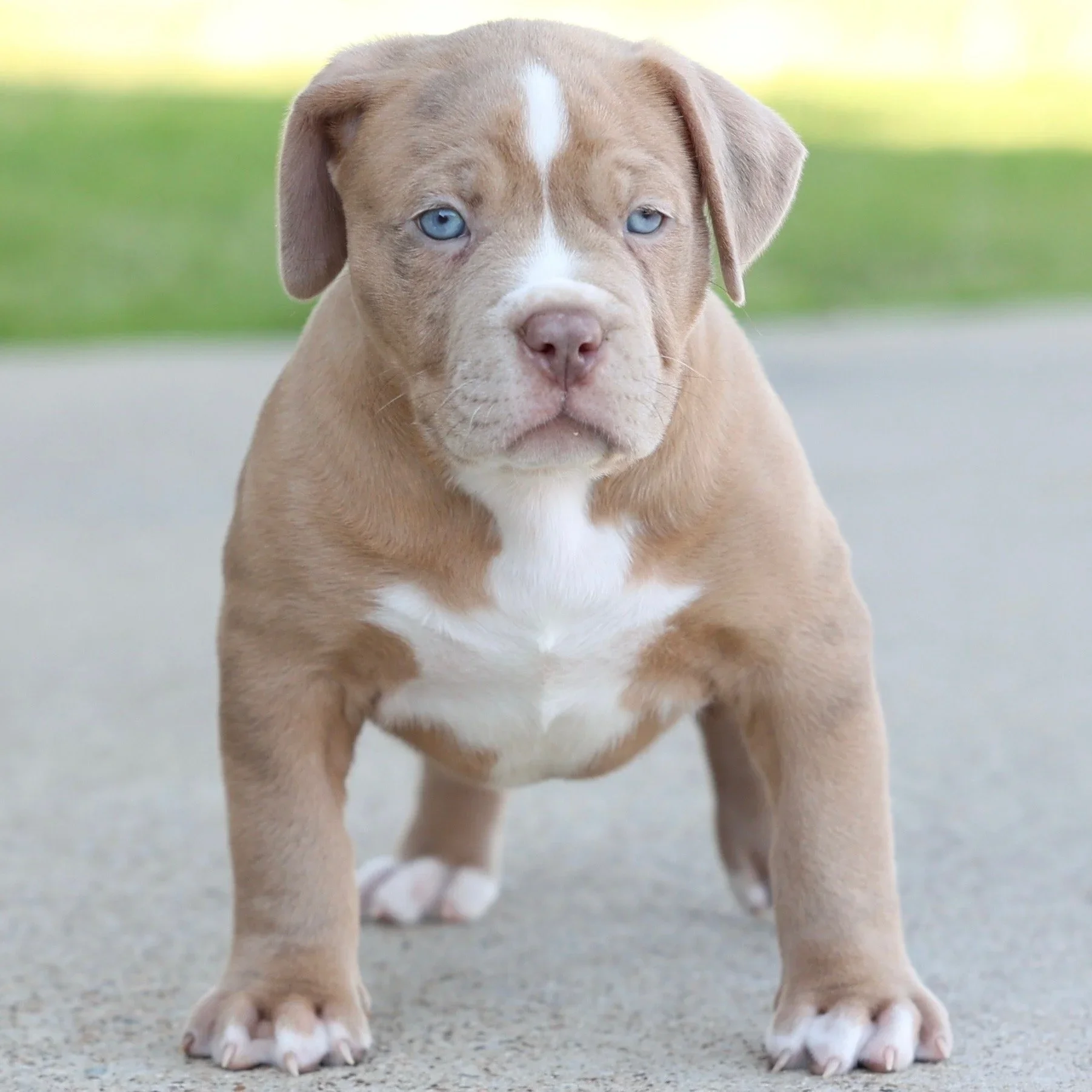 XL American Bully puppy from DTX Bullies, ABKC Champion bloodline