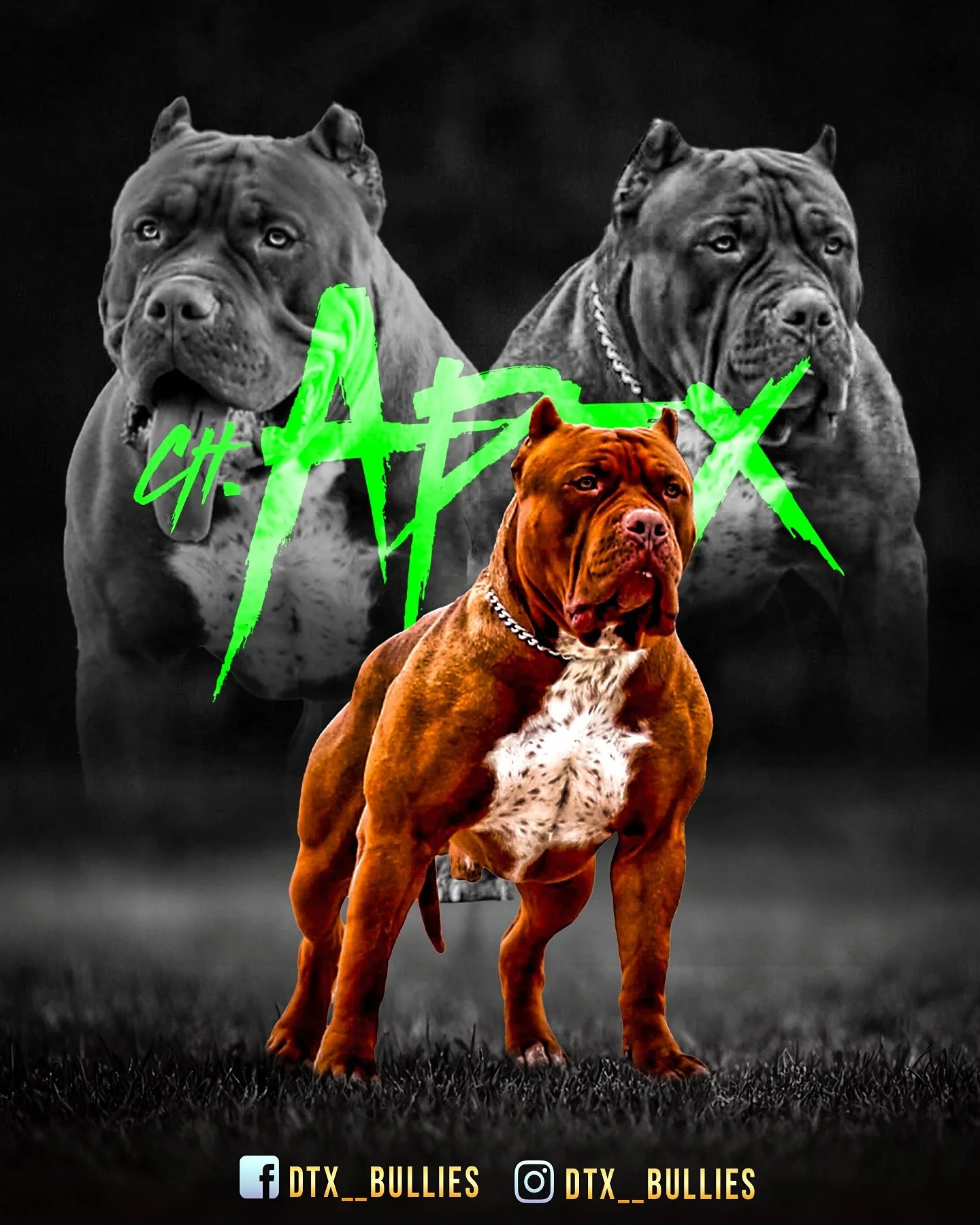 Champion Apex red chocolate ticked XL American Bully stud from DTX Bullies in Dallas, Texas
