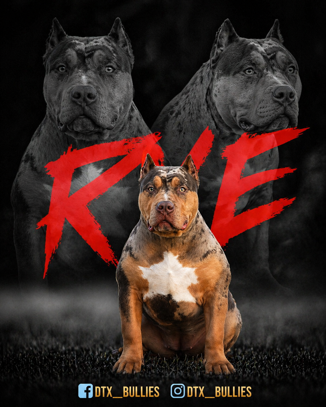 Rye lilac tri carrier XL American Bully foundation female from DTX Bullies