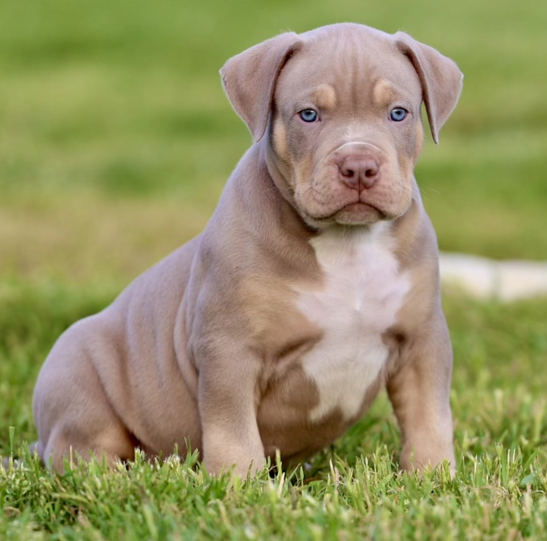 A young brown puppy with blue eyes sitting on green grass with a blurred green background.