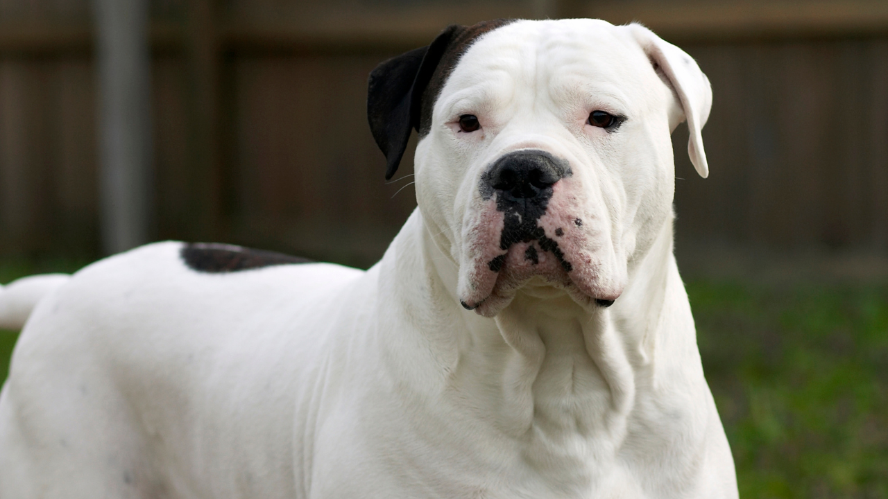American Bulldog vs XL American Bully
