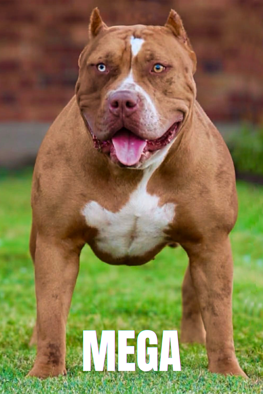 Mega, chocolate tri XL American Bully female at DTX Bullies in Dallas, Texas