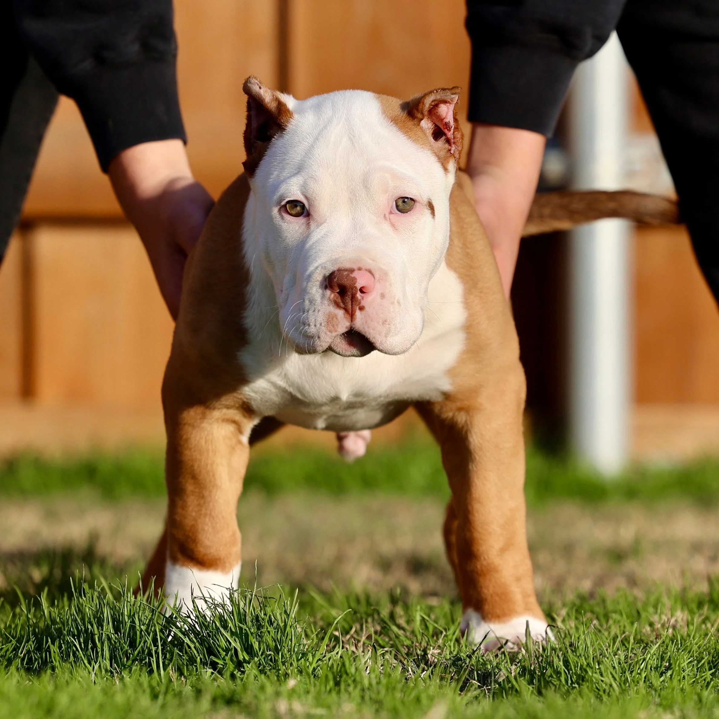 White and tan XL American Bully puppy – DTX Bullies Dallas TX