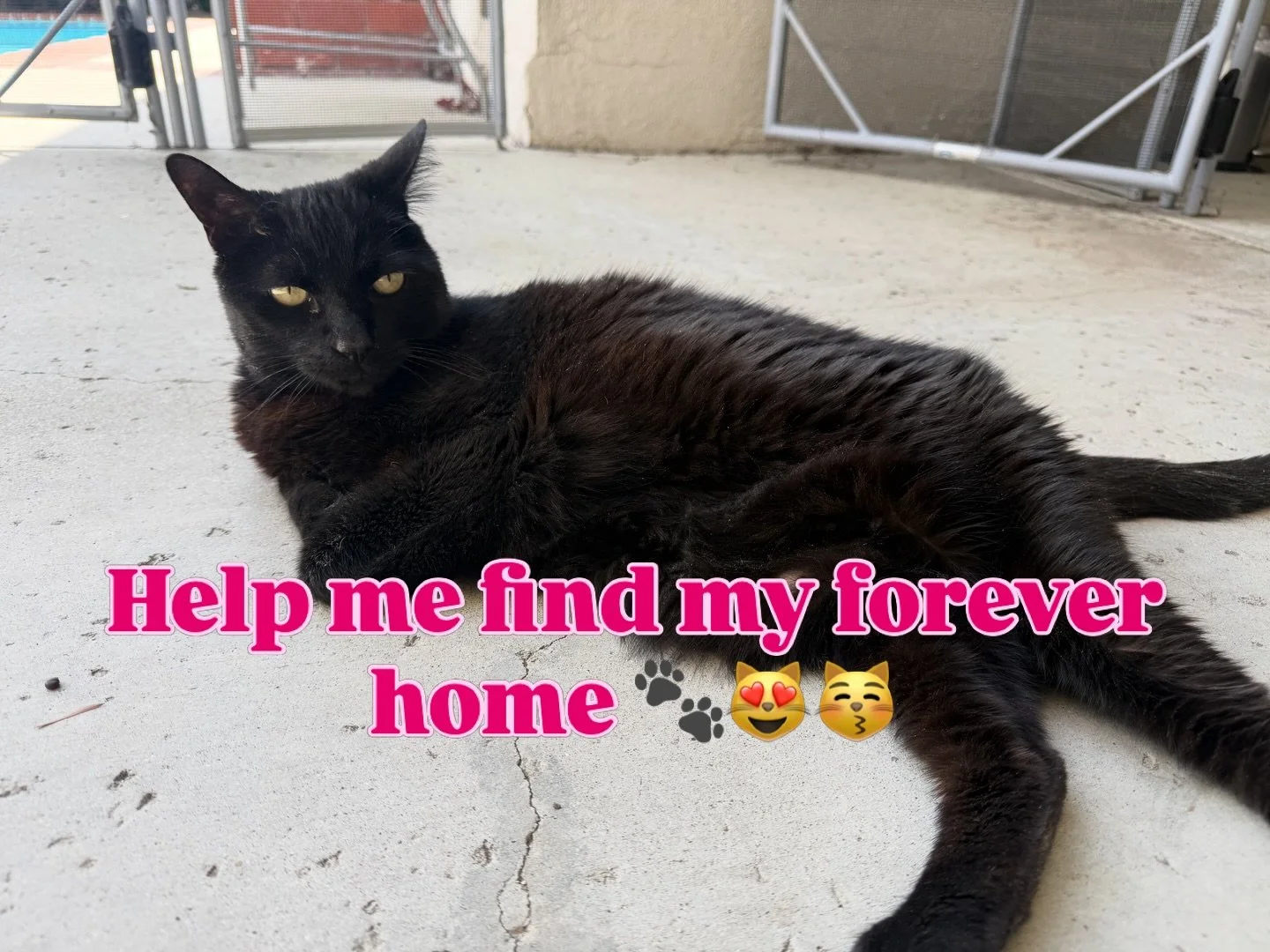 Looking for a loving home for my aunt&rsquo;s beloved cats 🤍

My wonderful aunt, who has been living with Alzheimer&rsquo;s, was recently moved into a care facility out of state. As our family navigates this transition, I&rsquo;m helping my cousin f