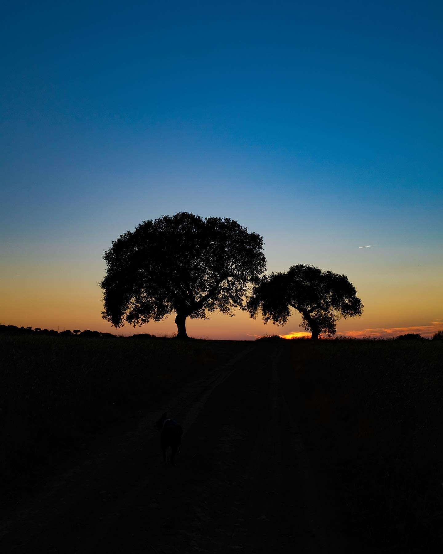 Alentejo sunsets 💯 ⁣
.⁣
.⁣
.⁣
.⁣
.⁣
#agro #airbnb #airbnbexperience #airbnbhomes #airbnbhost #airbnblife #airbnblove #airbnbsuperhost #alentejo #alentejolovers #country #countrylife #countryside #earth #farm #igersportugal #igtravel #porto #portugal