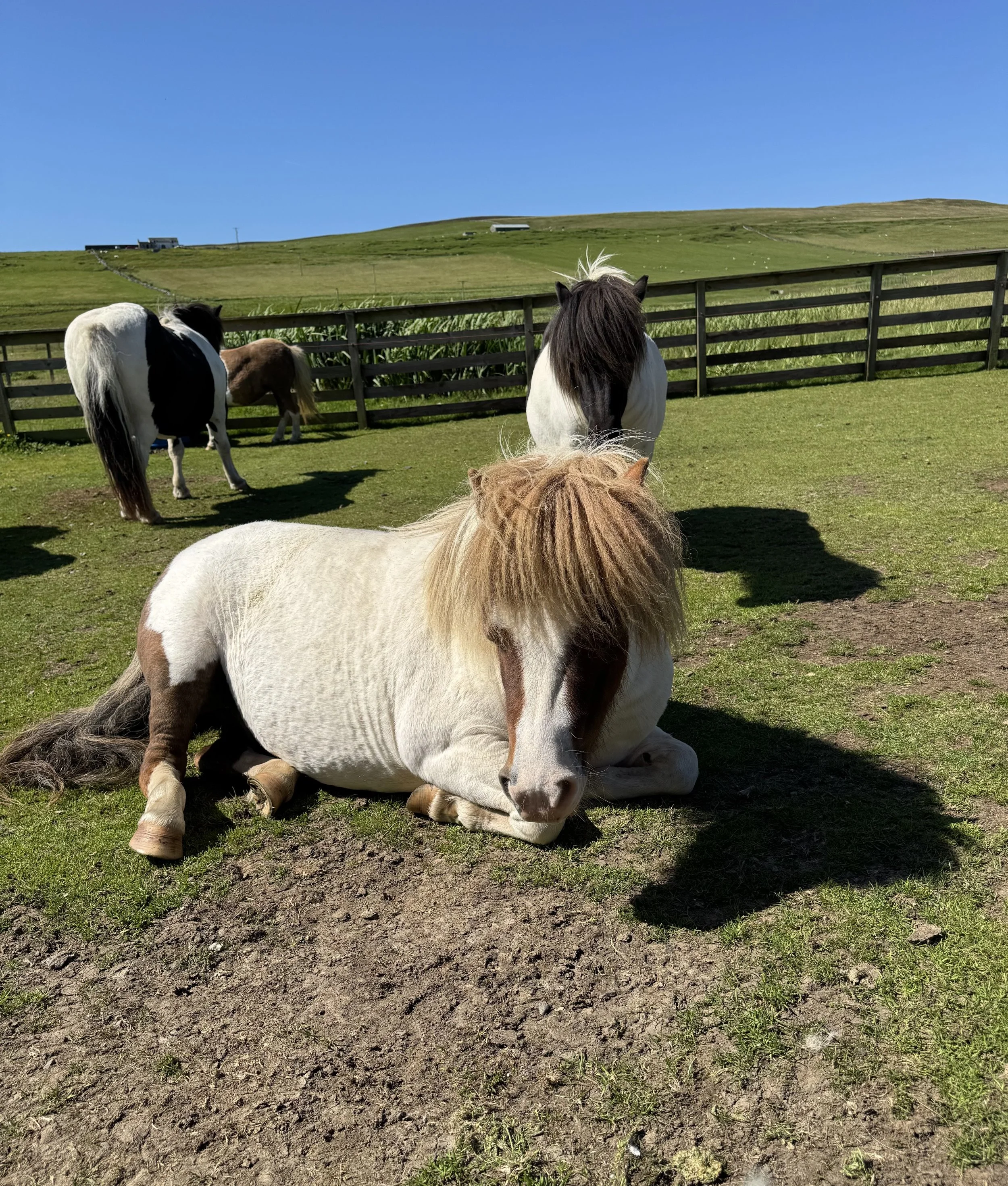 Shetland Ponies on Shetland.jpeg