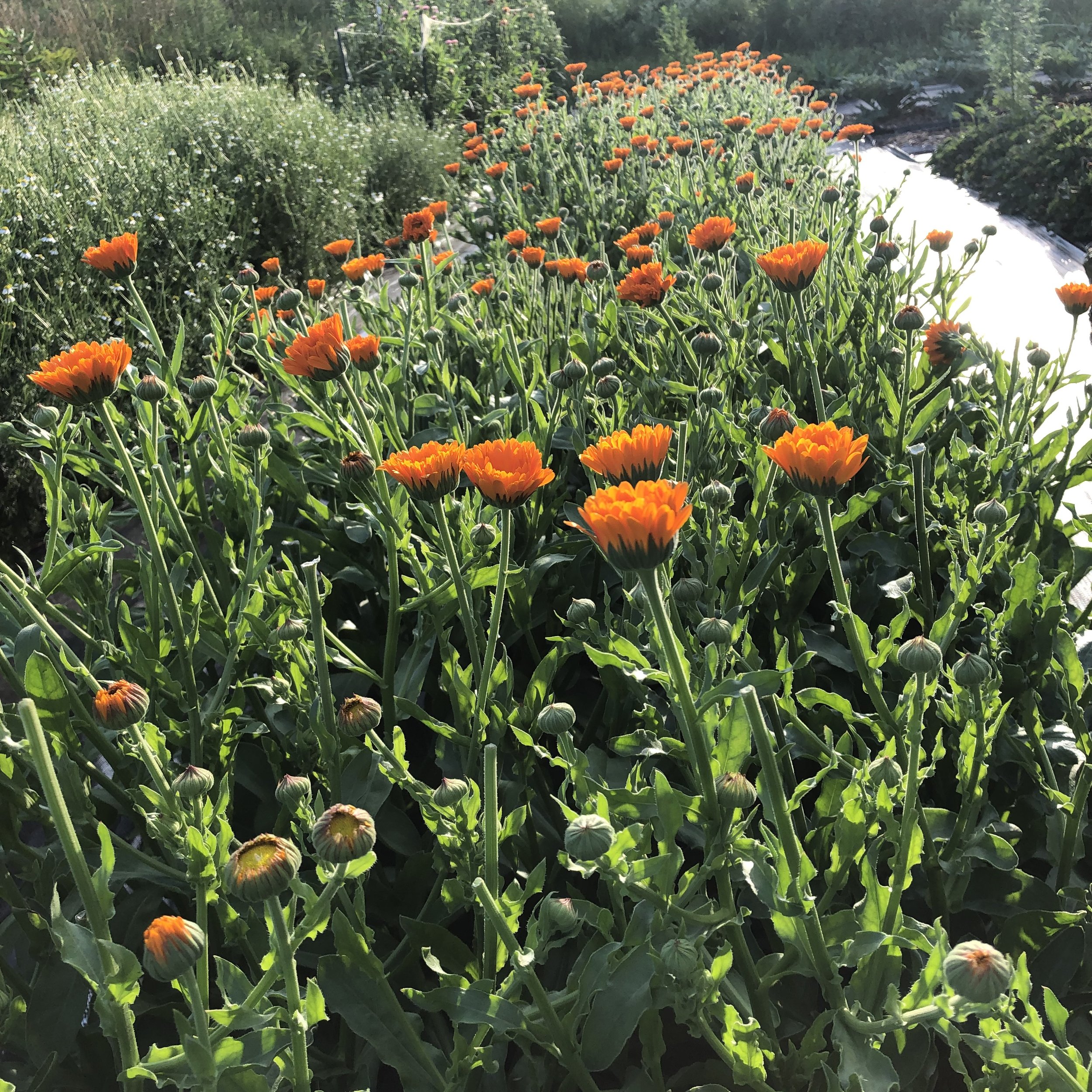 Calendula bed 2023.jpeg