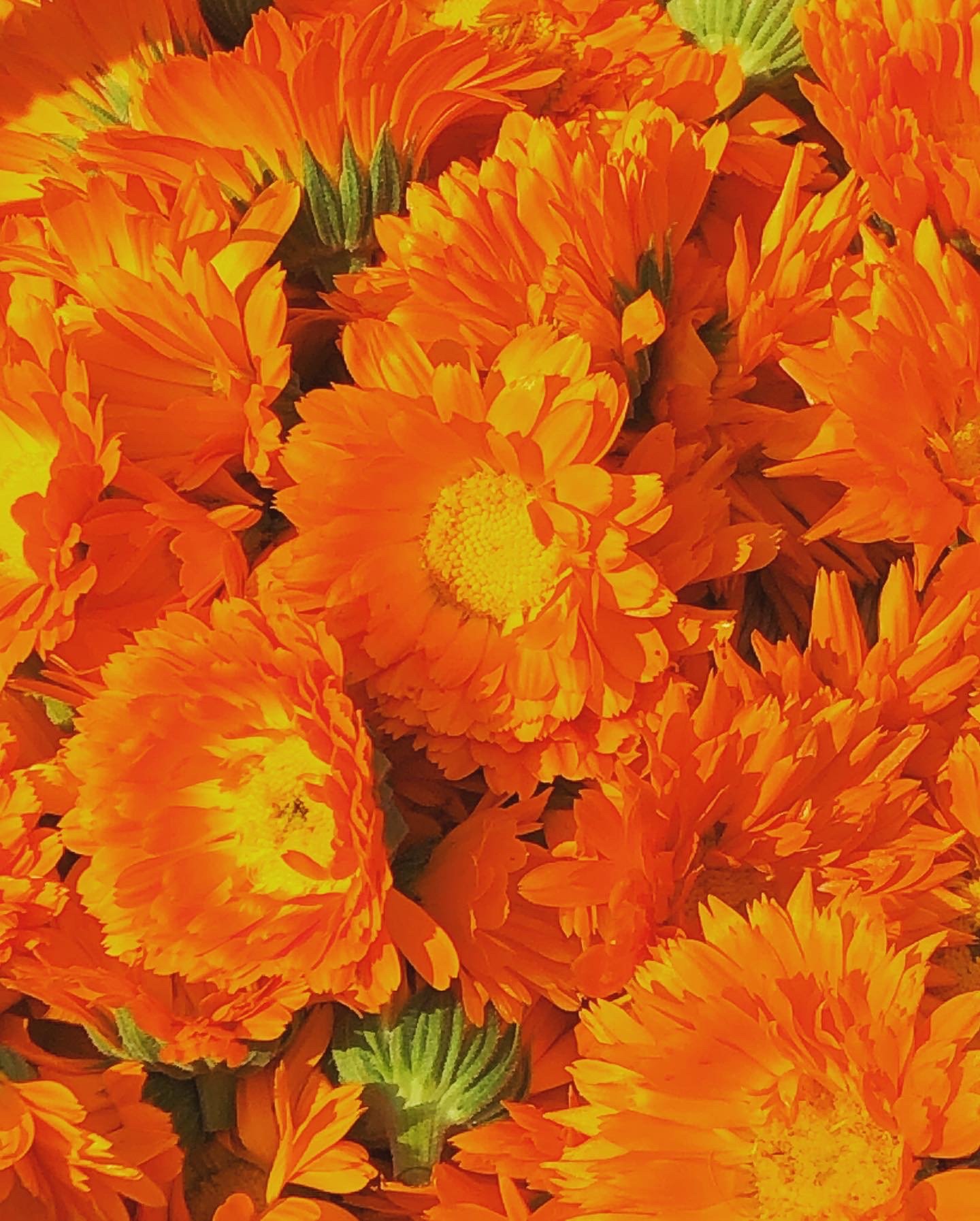Calendula harvest close up.jpeg