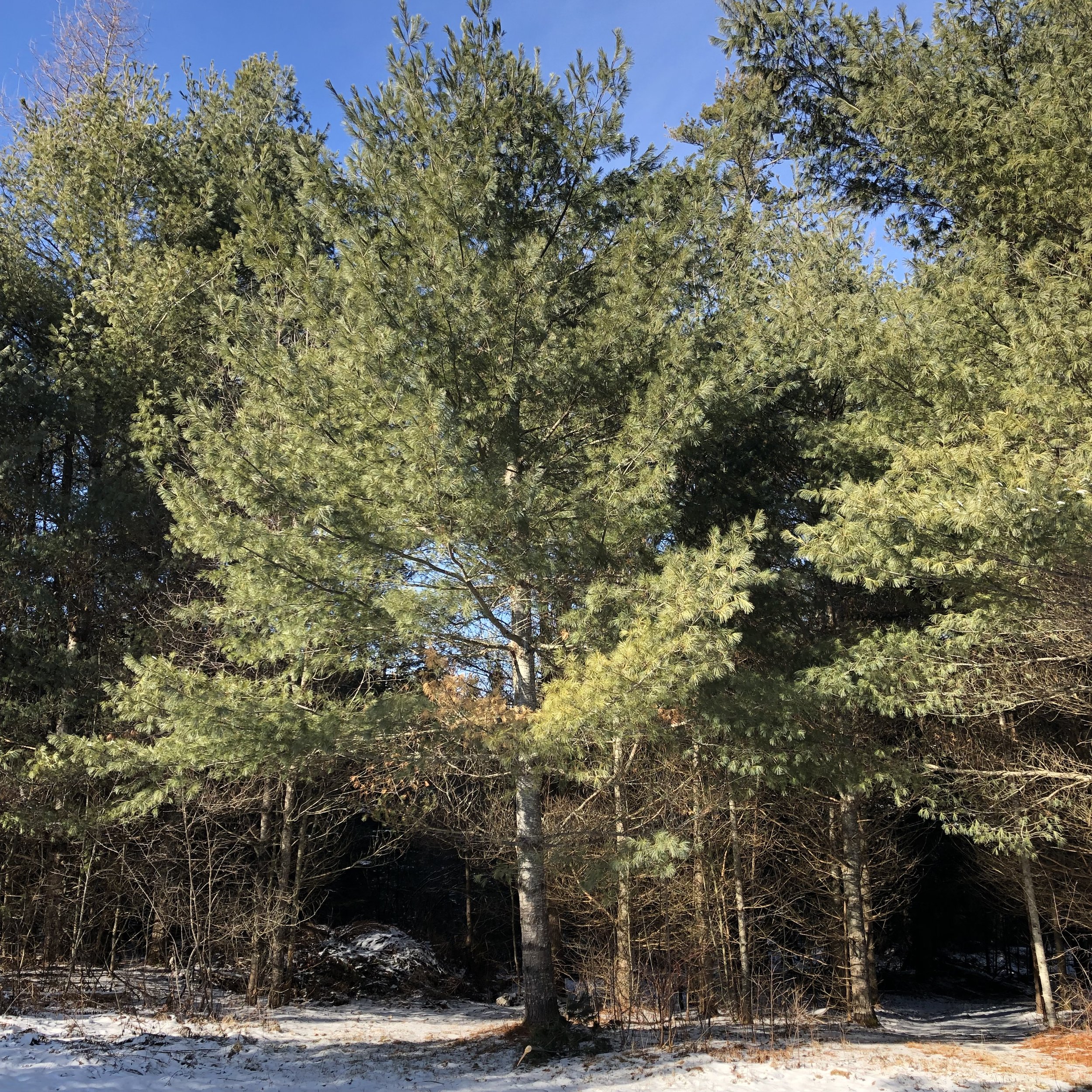 Young pine trees.jpeg