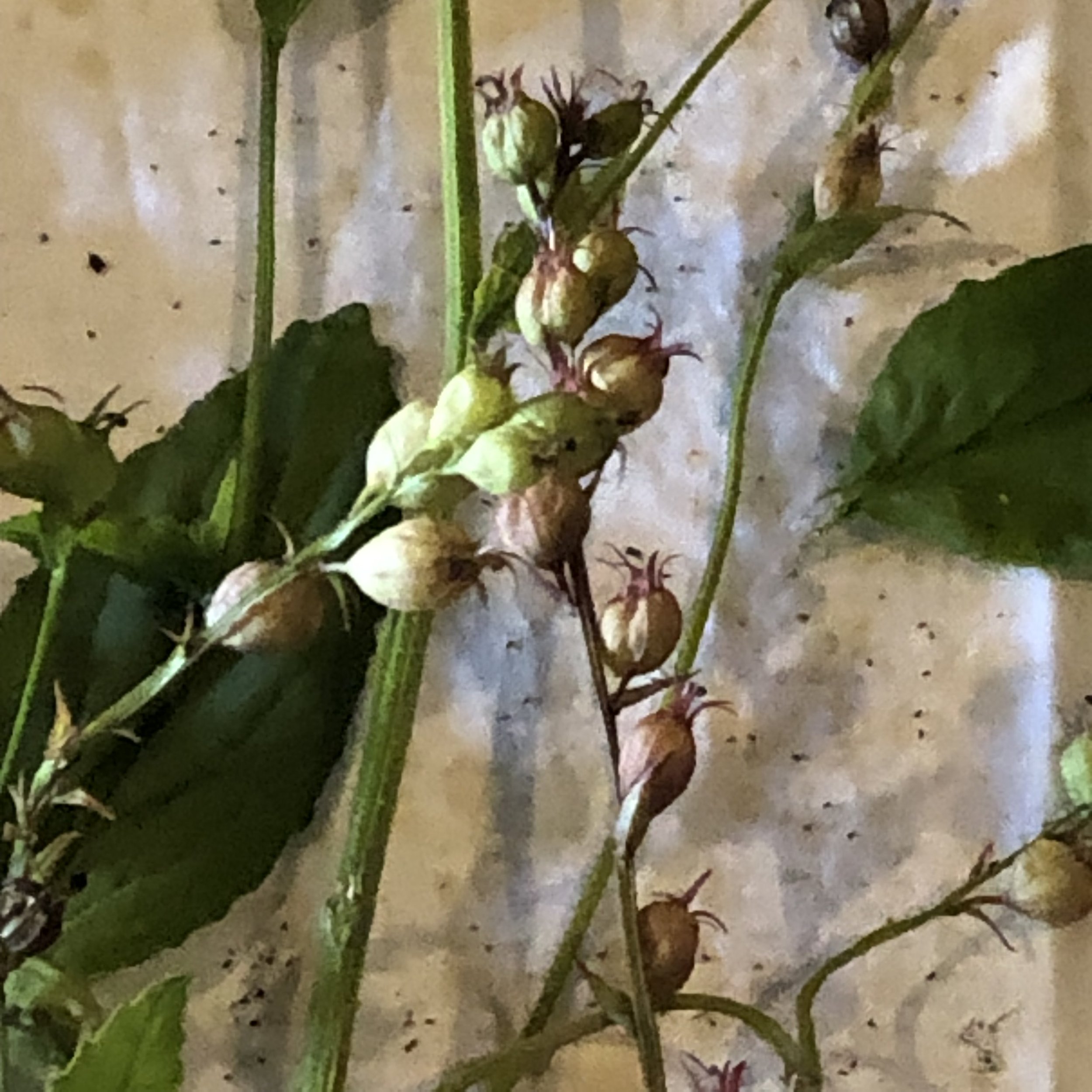 lobelia close up on drying screen.jpeg