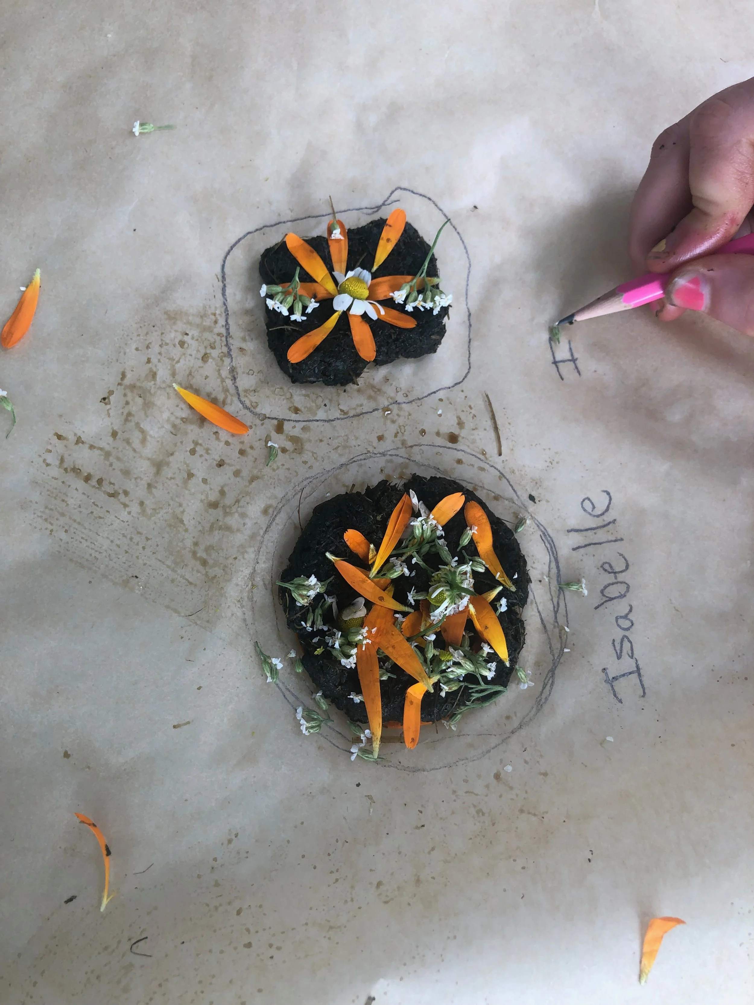 Comfrey poultices with Isabelle's hand.jpg