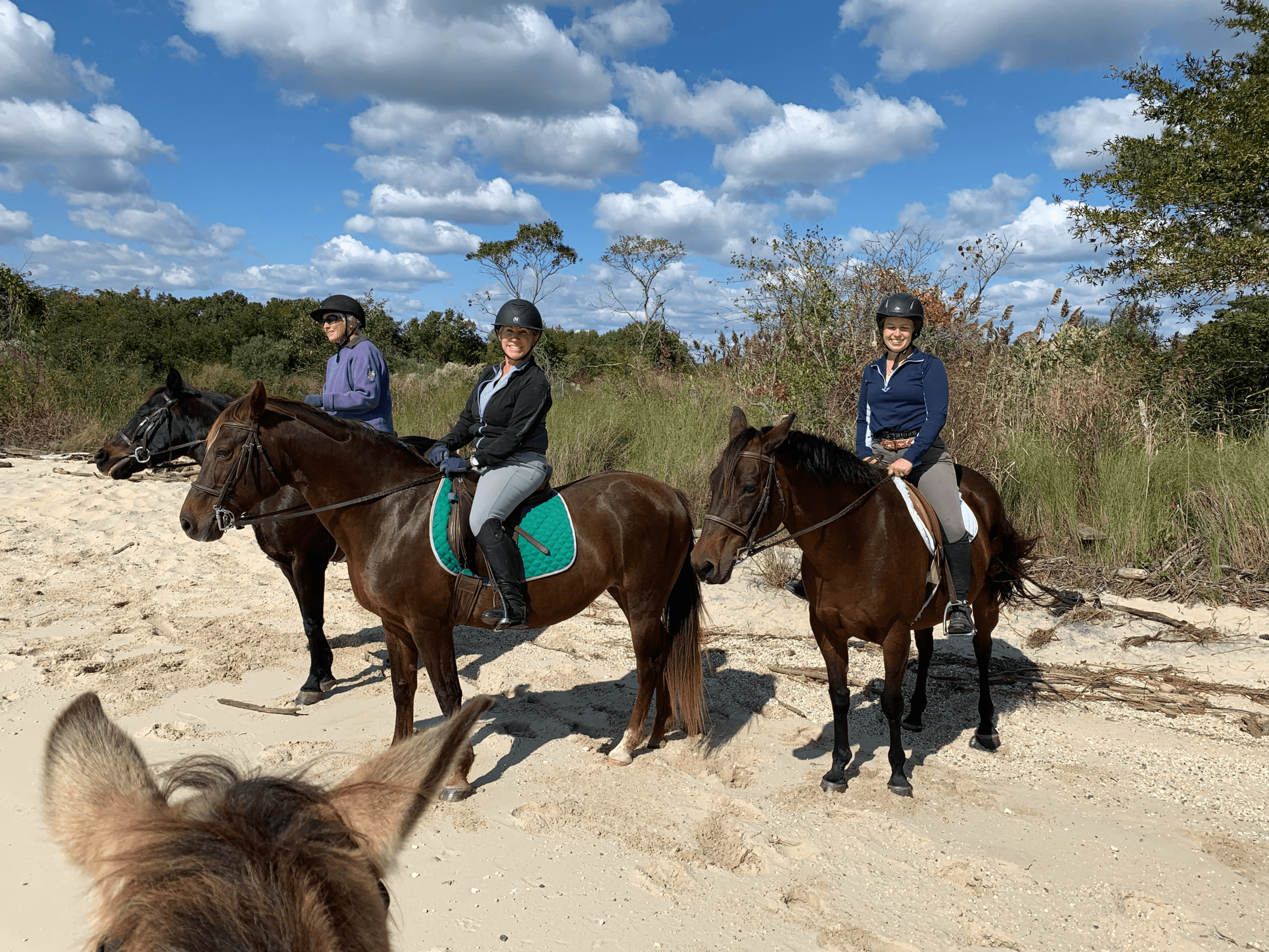 Three horses with riders at the beach on a trail ride, viewed through a fourth horse's ears.