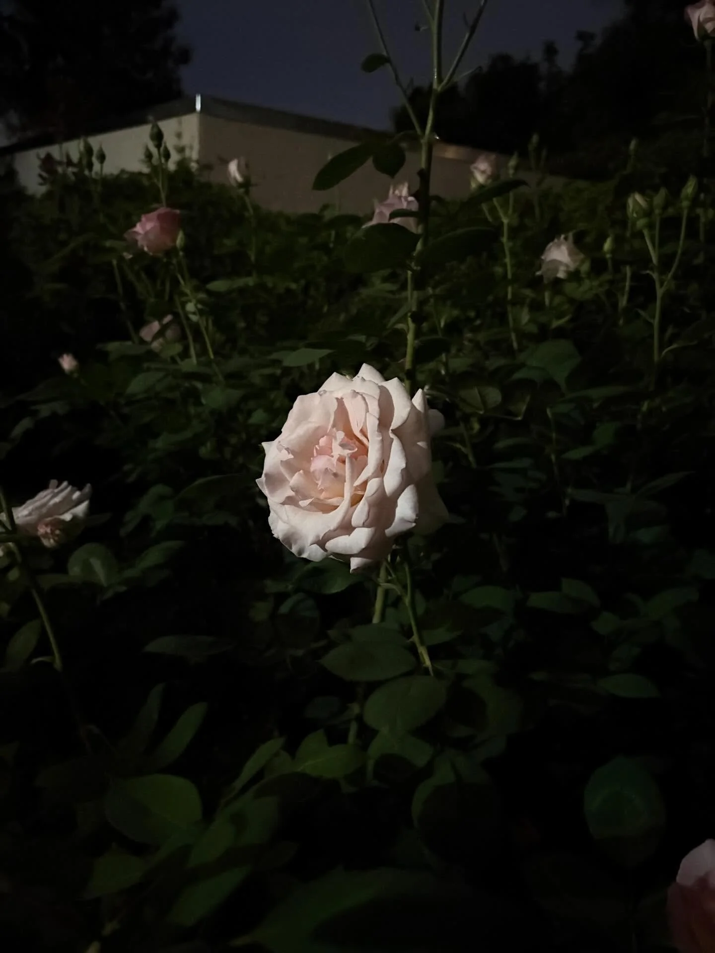 2nd Pass is done. 

Can&rsquo;t believe I won&rsquo;t touch this book again. 

There&rsquo;s grief but I also feel at peace and deeply happy. I recognize how wildly lucky I am to be able to do this with my life. 

See you on September 1st. Thank you 