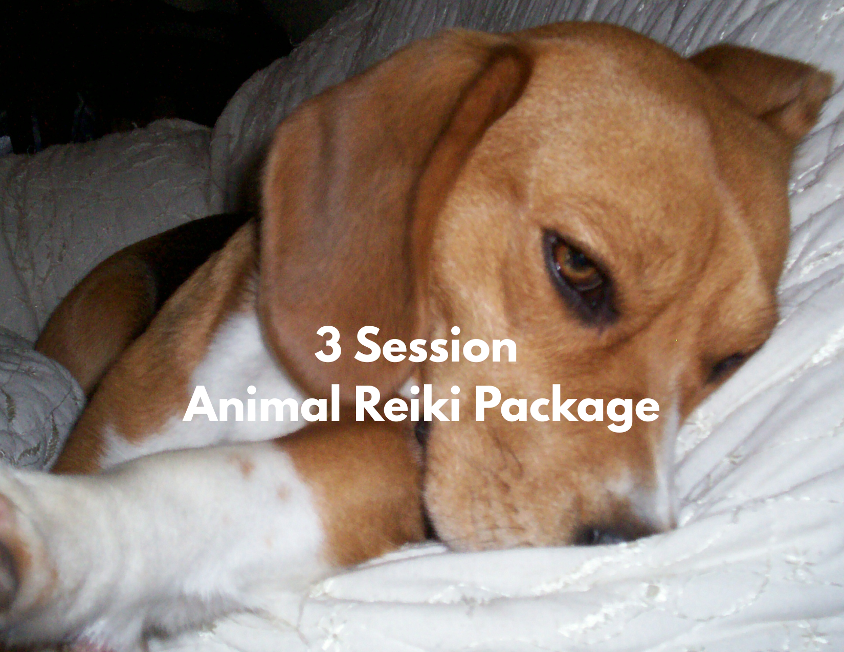 Animal Reiki Pictures.png
