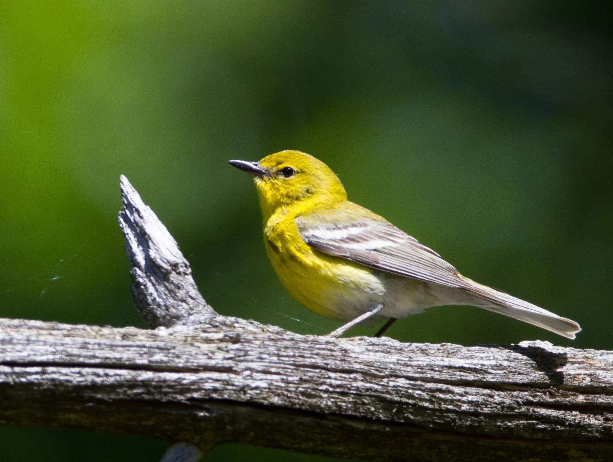Square Birds 2022.2.13-43.jpg