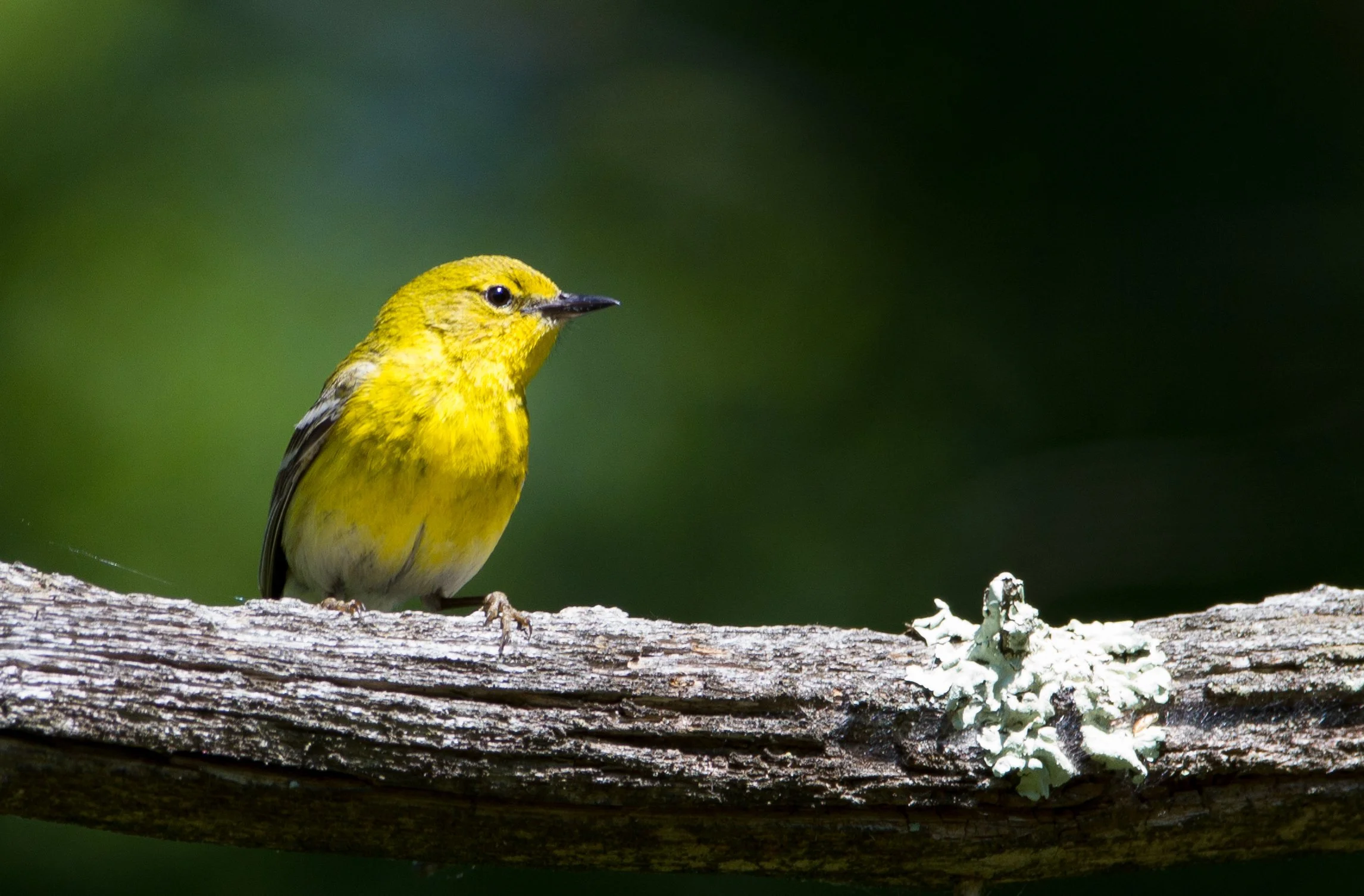 Square Birds 2022.2.13-42.jpg