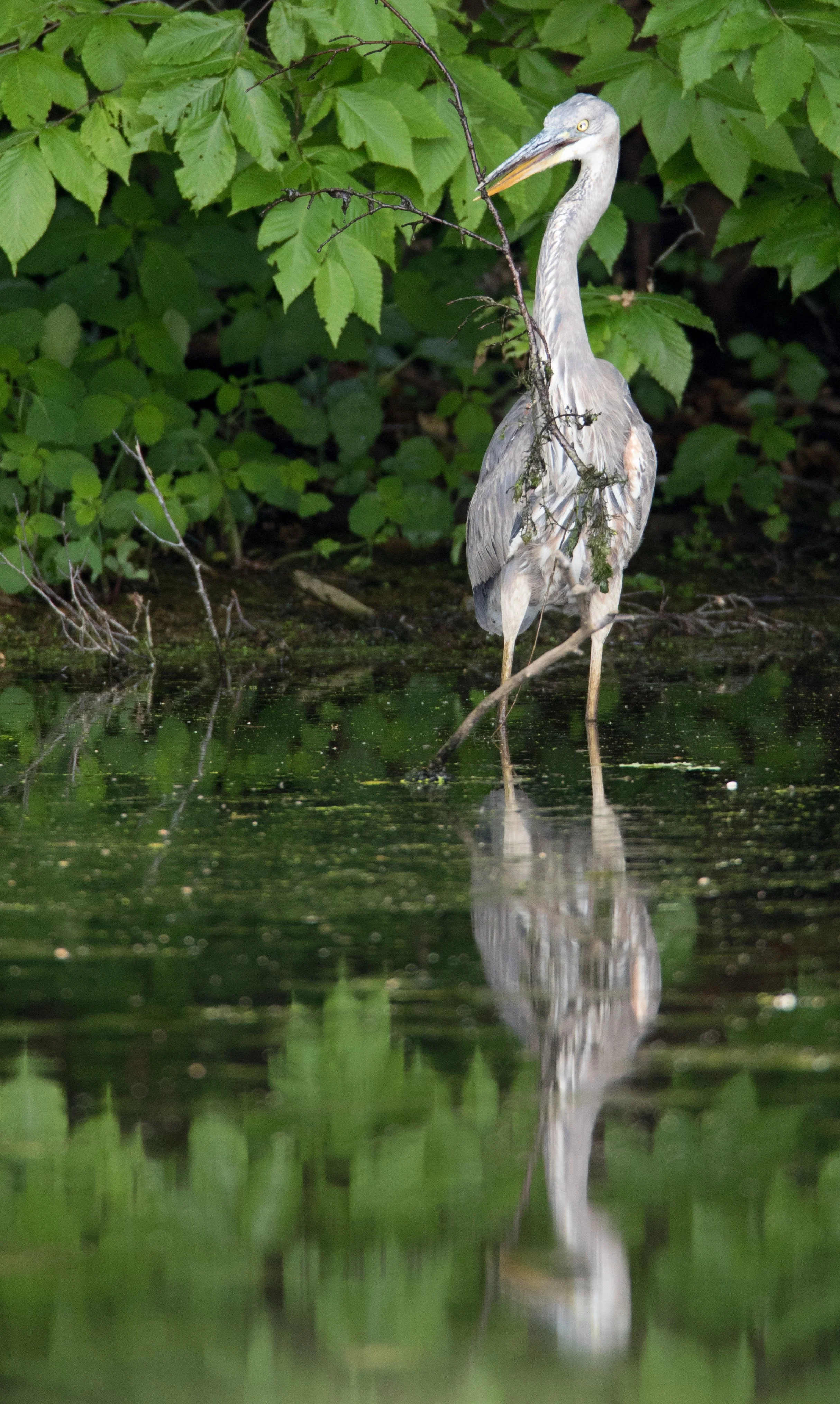 Square Birds 2022.2.13-17.jpg