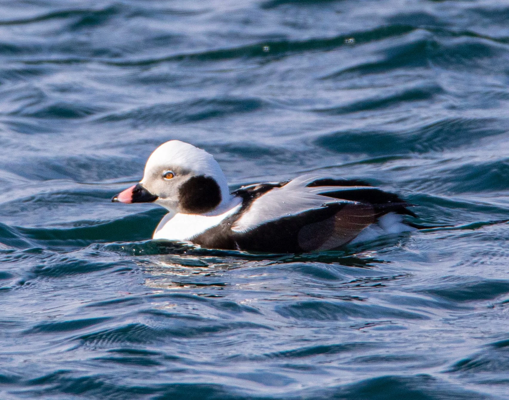Square Birds 2022.2.13-46.jpg