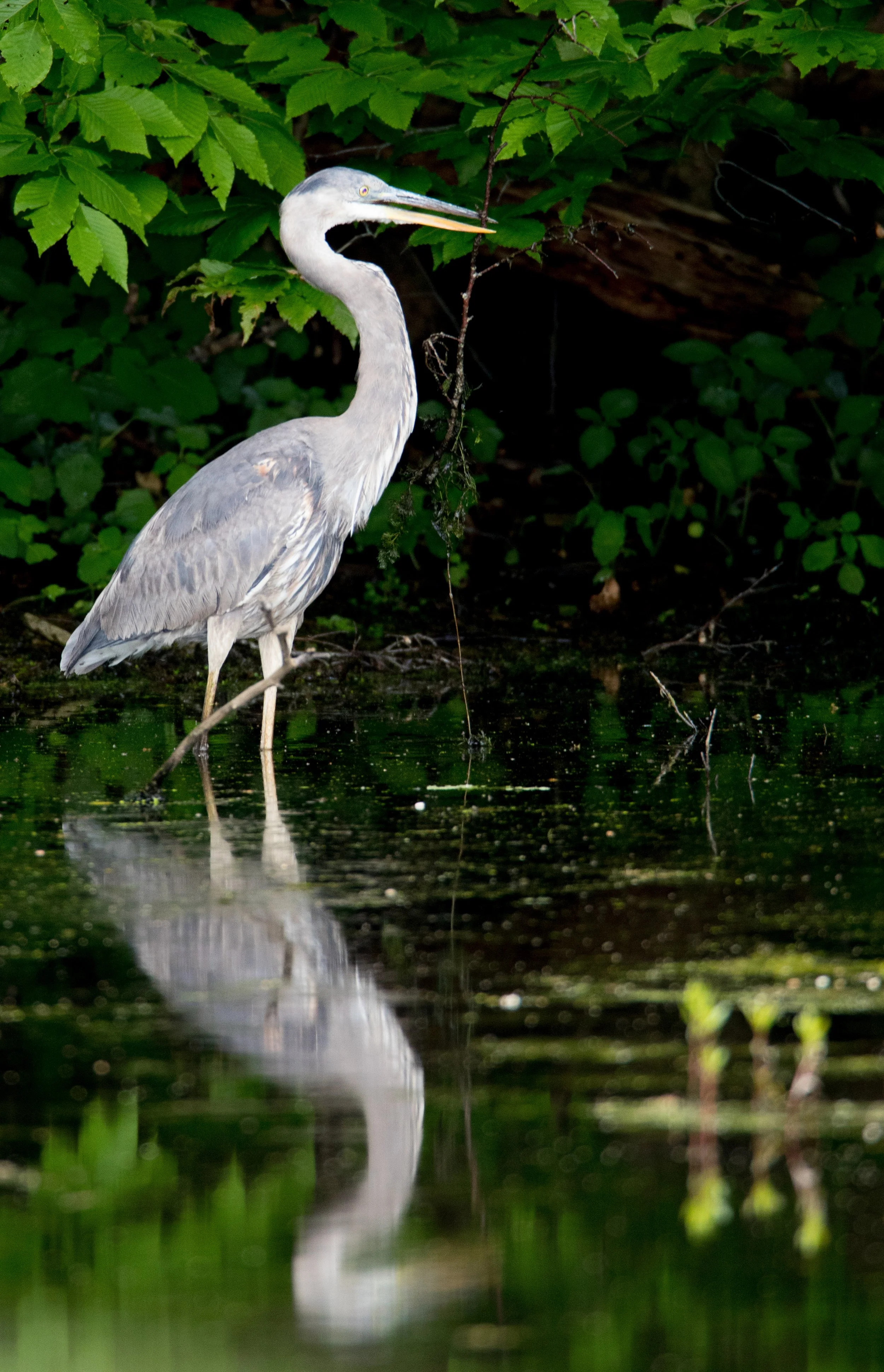 Square Birds 2022.2.13-16.jpg