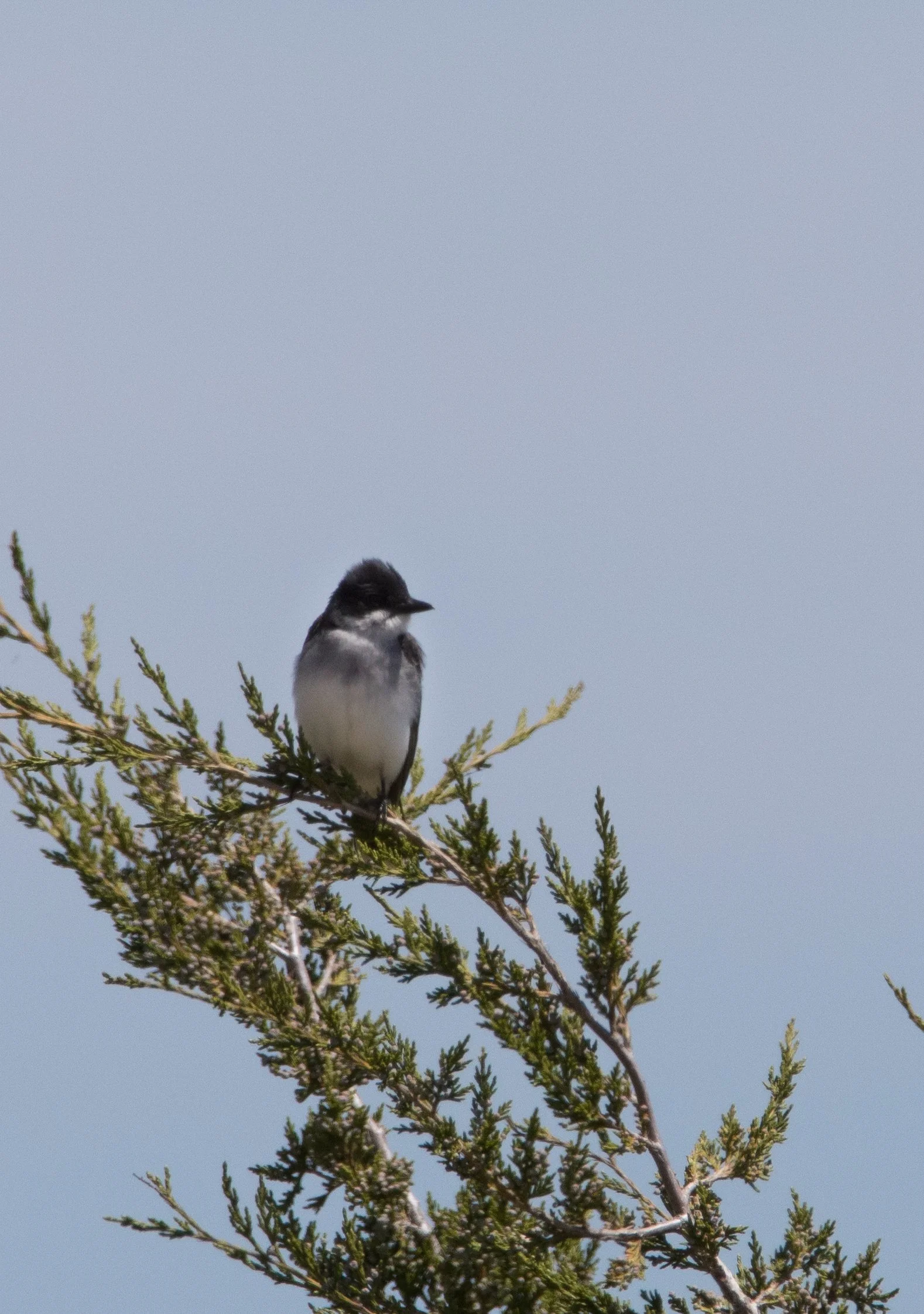 Square Birds 2022.2.13-13.jpg