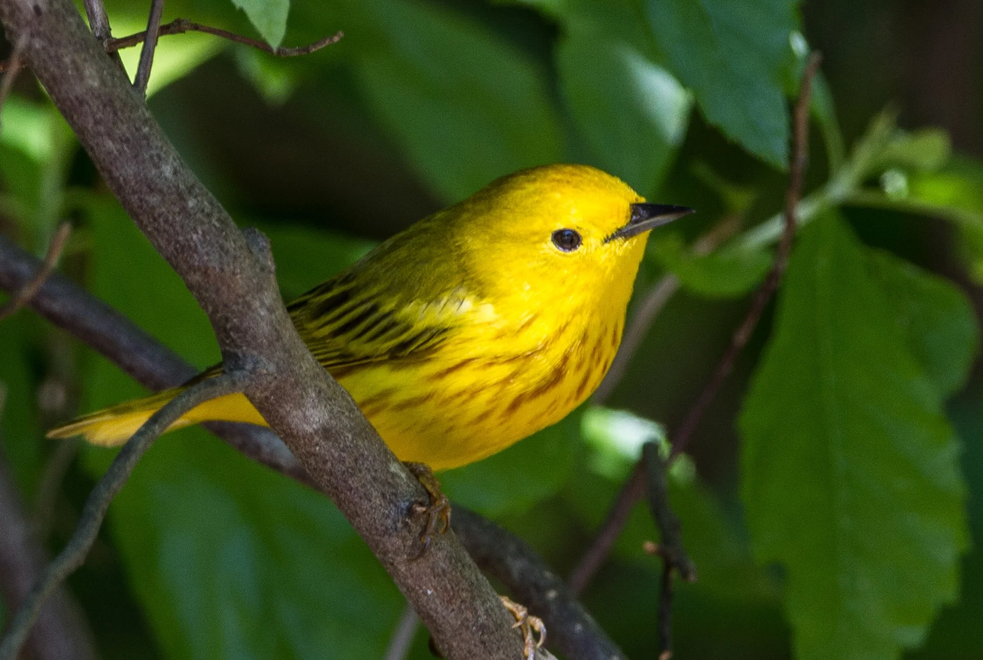 Square Birds 2022.2.13-44.jpg