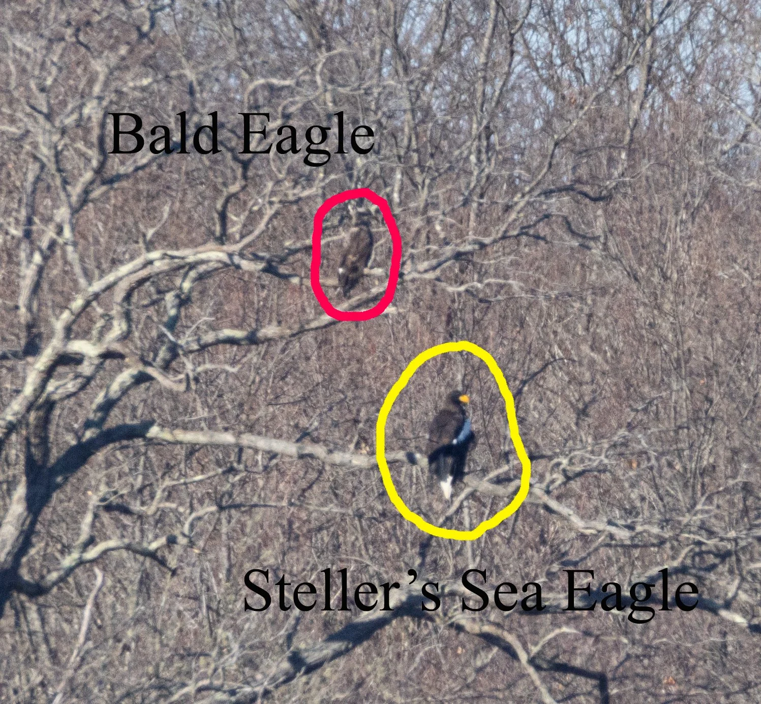 Square Birds 2022.2.13-49.jpg