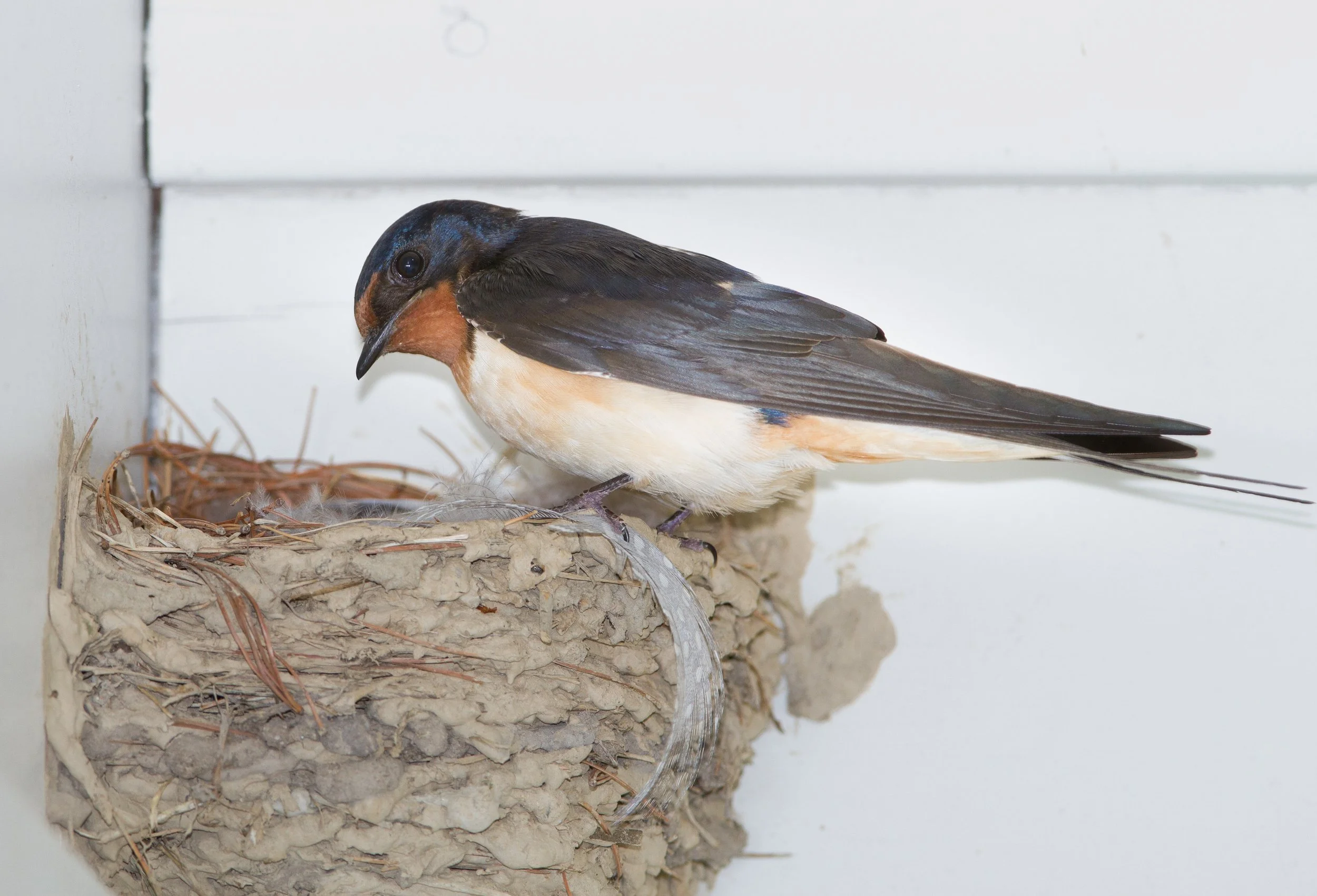 Square Birds 2022.2.13-38.jpg