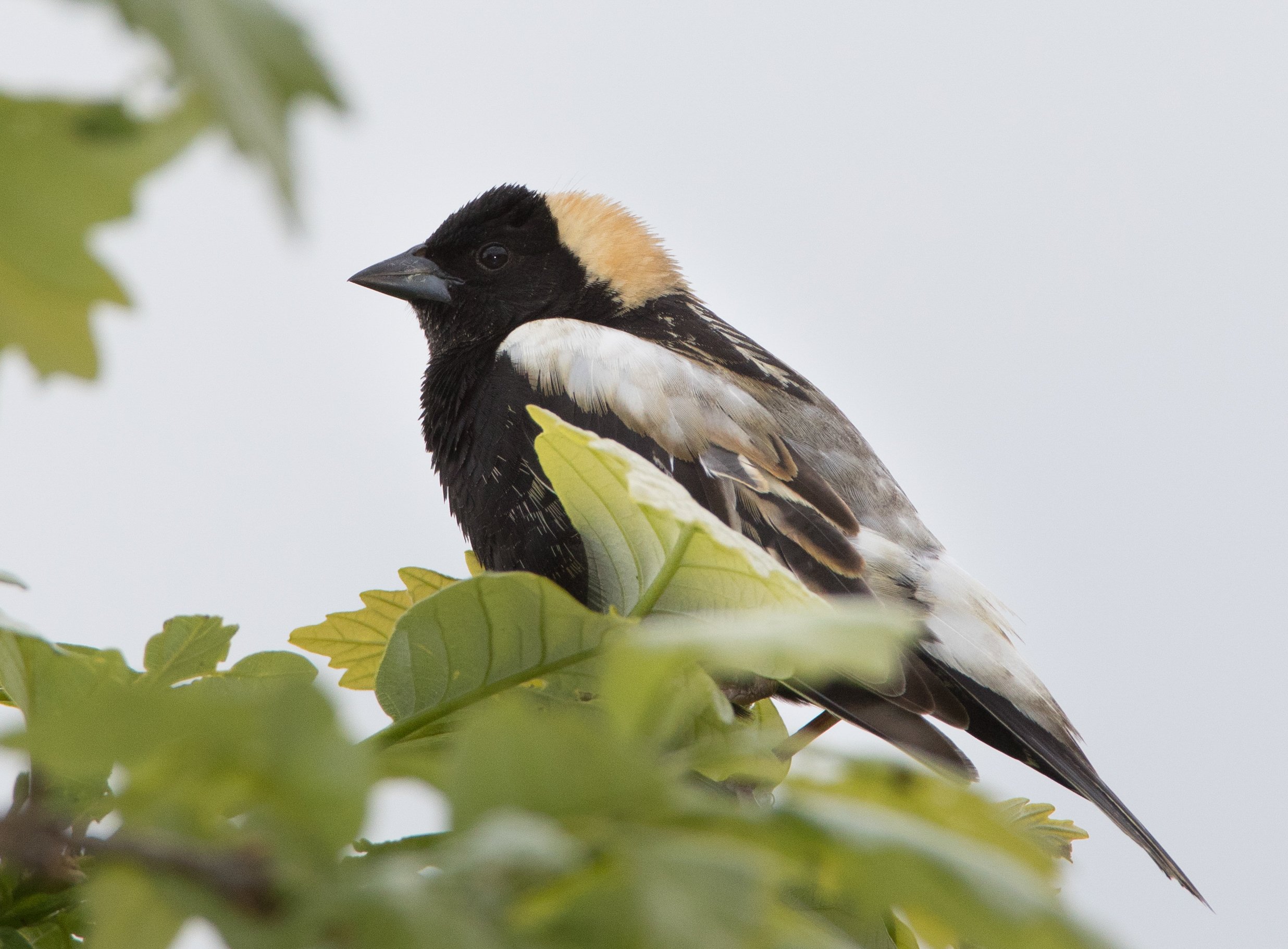 Square Birds 2022.2.13-23.jpg