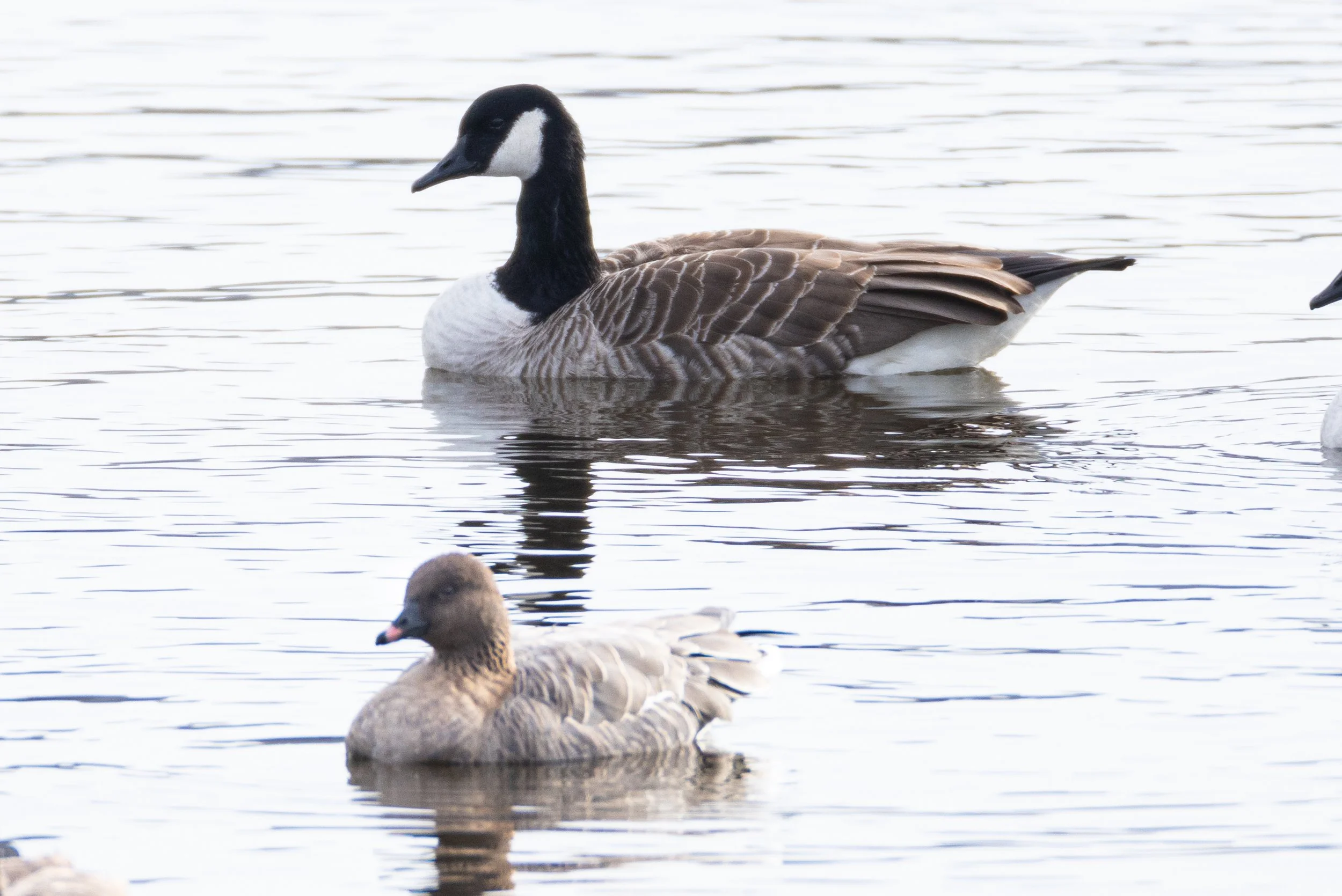 Square Birds 2022.2.13-52.jpg