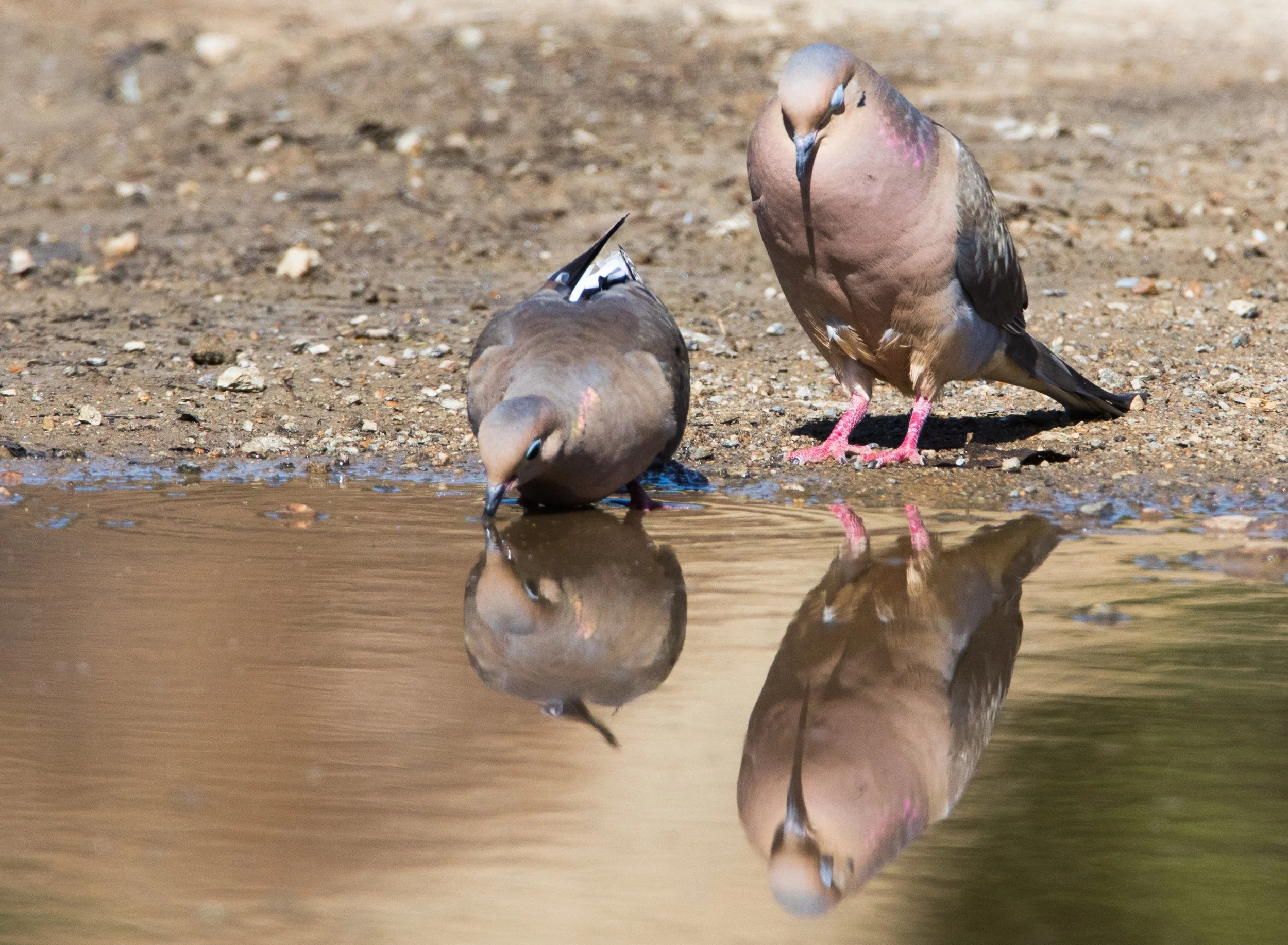 Square Birds 2022.2.13-6.jpg