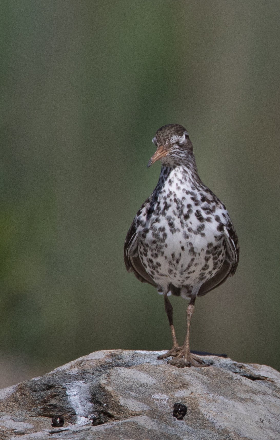 Square Birds 2022.2.13-10.jpg