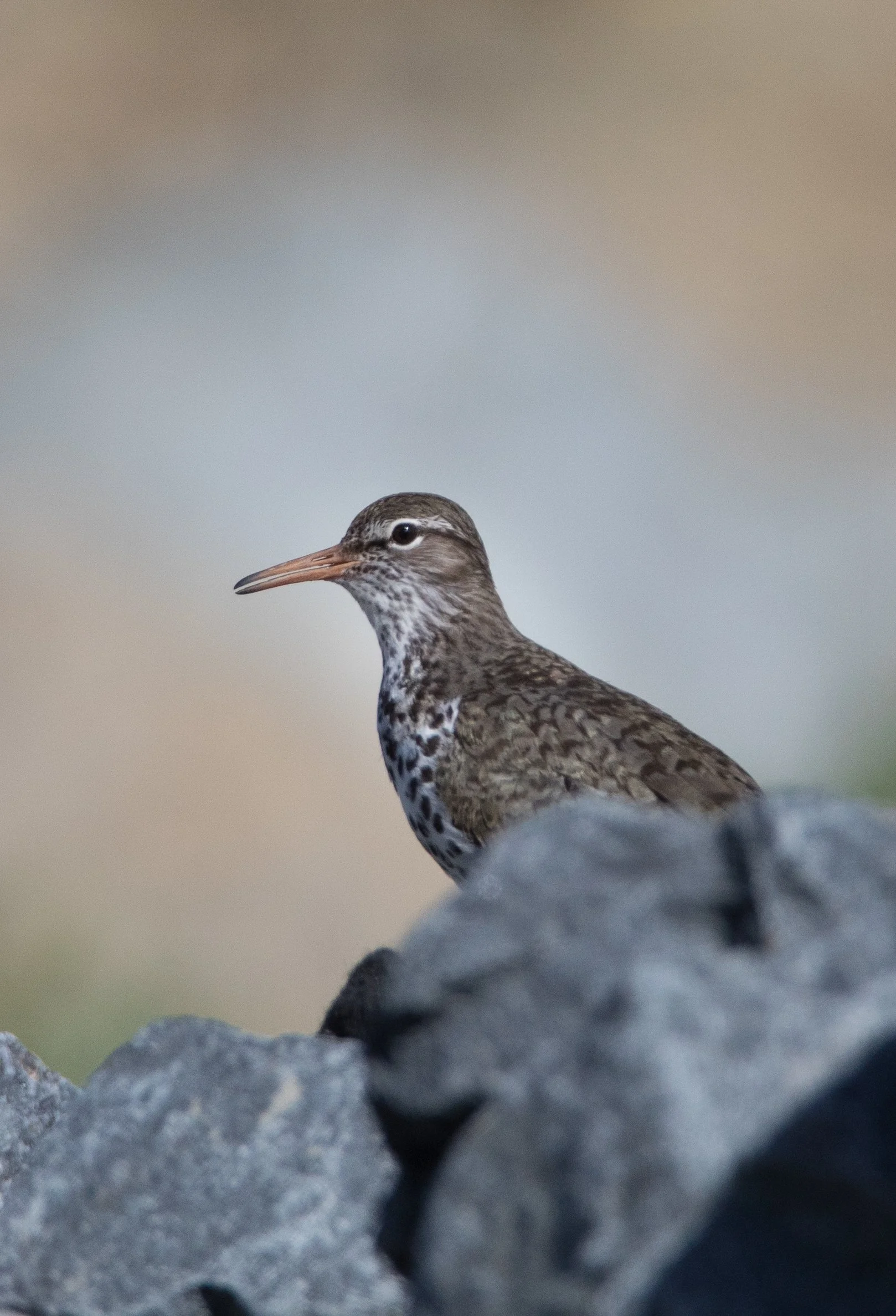 Square Birds 2022.2.13-3.jpg