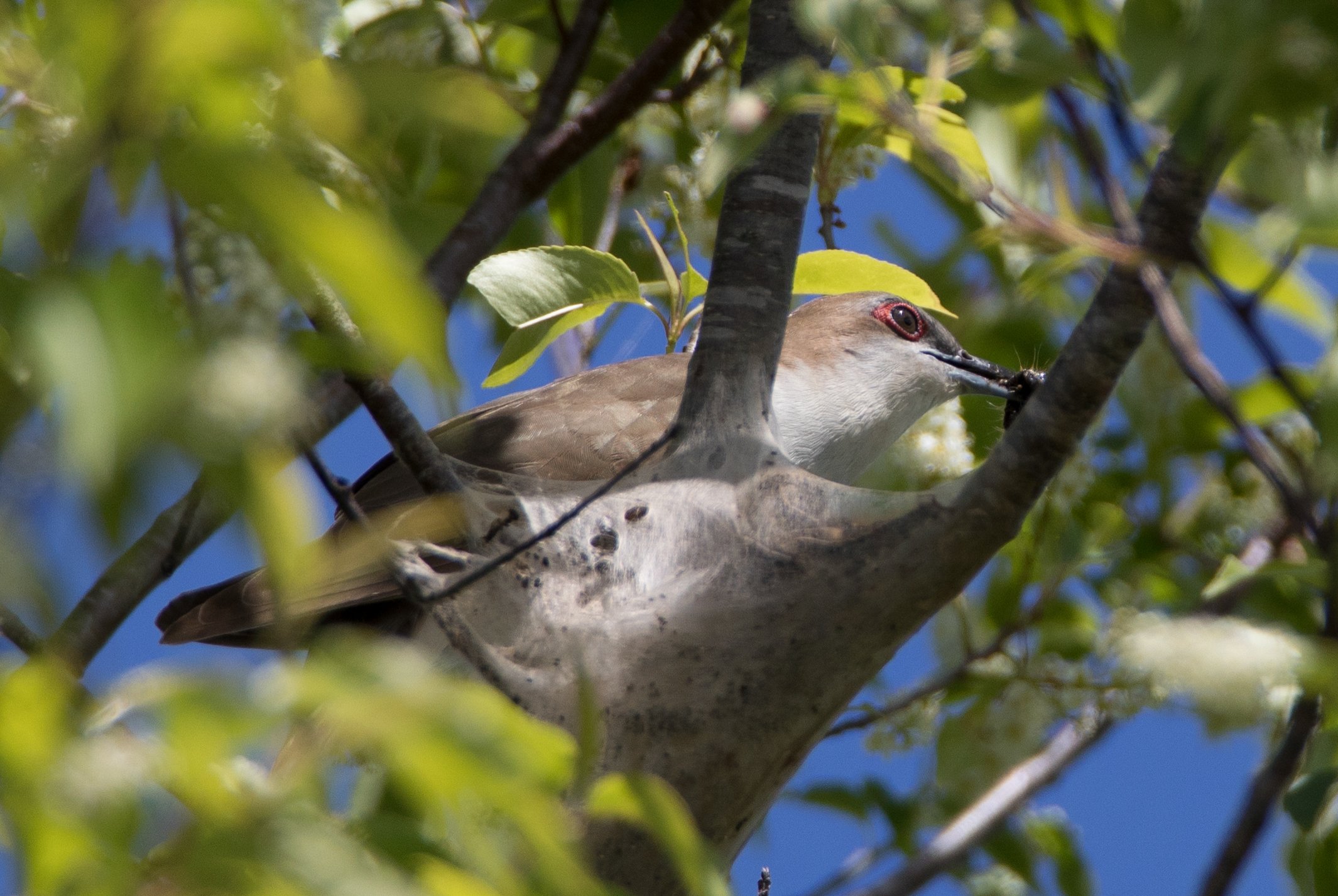 Square Birds 2022.2.13-31.jpg