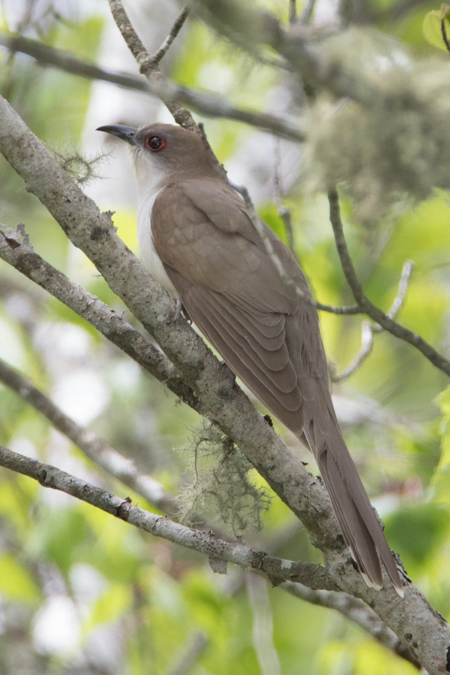 Square Birds 2022.2.13-25.jpg