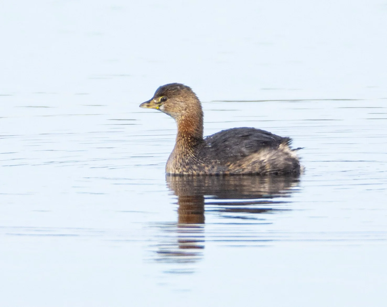 Square Birds 2022.2.13-55.jpg