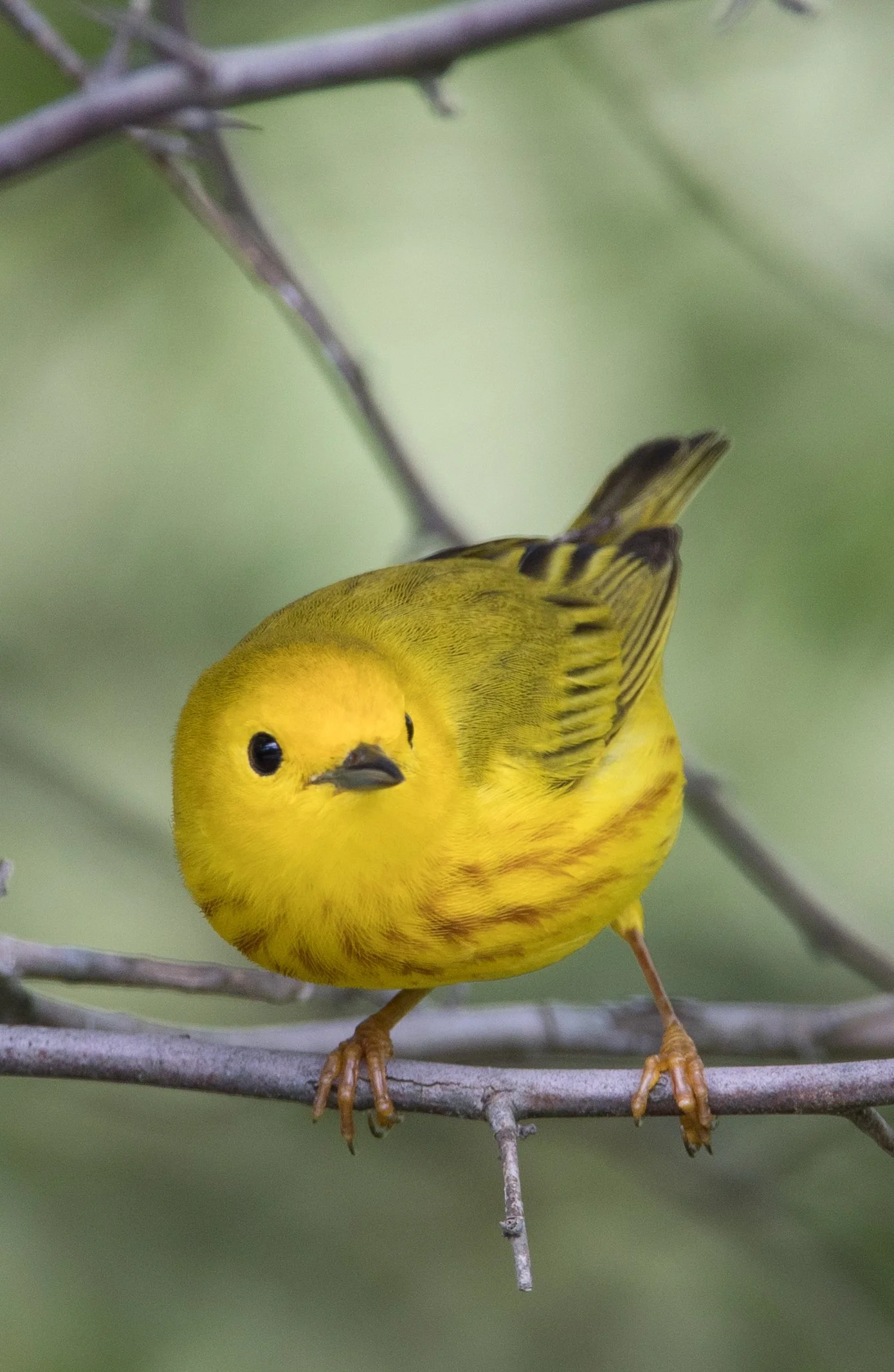 Square Birds 2022.2.13-28.jpg