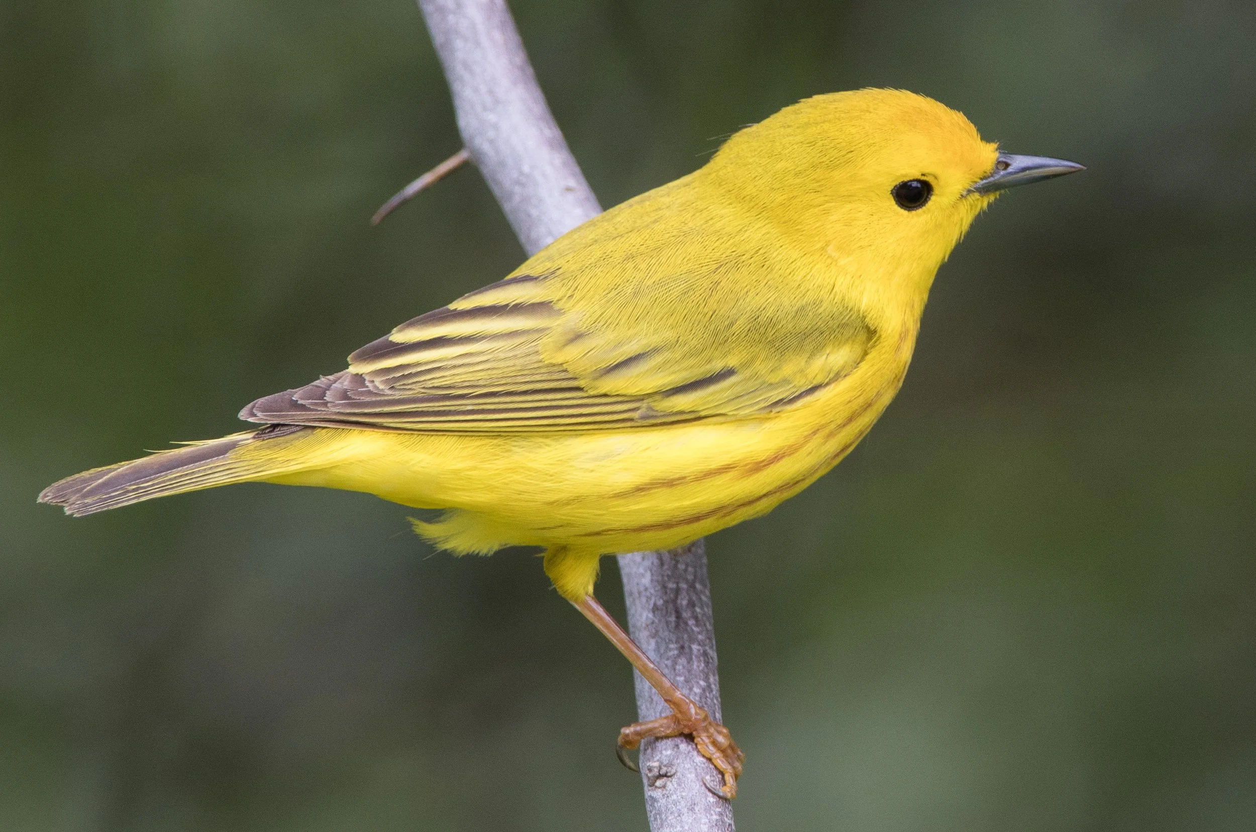 Square Birds 2022.2.13-27.jpg