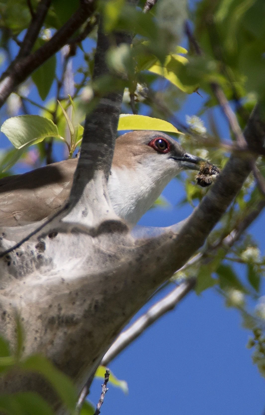 Square Birds 2022.2.13-32.jpg