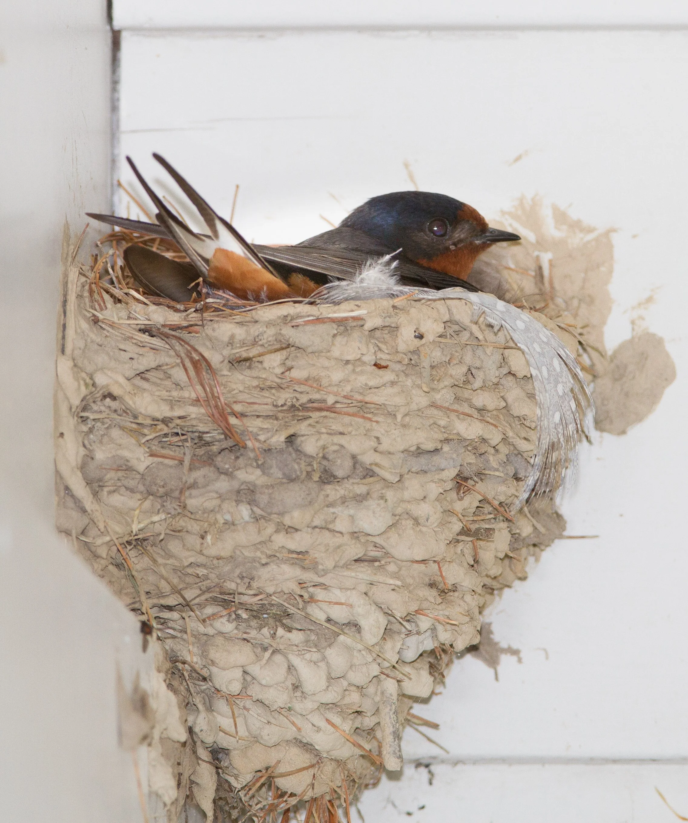 Square Birds 2022.2.13-36.jpg