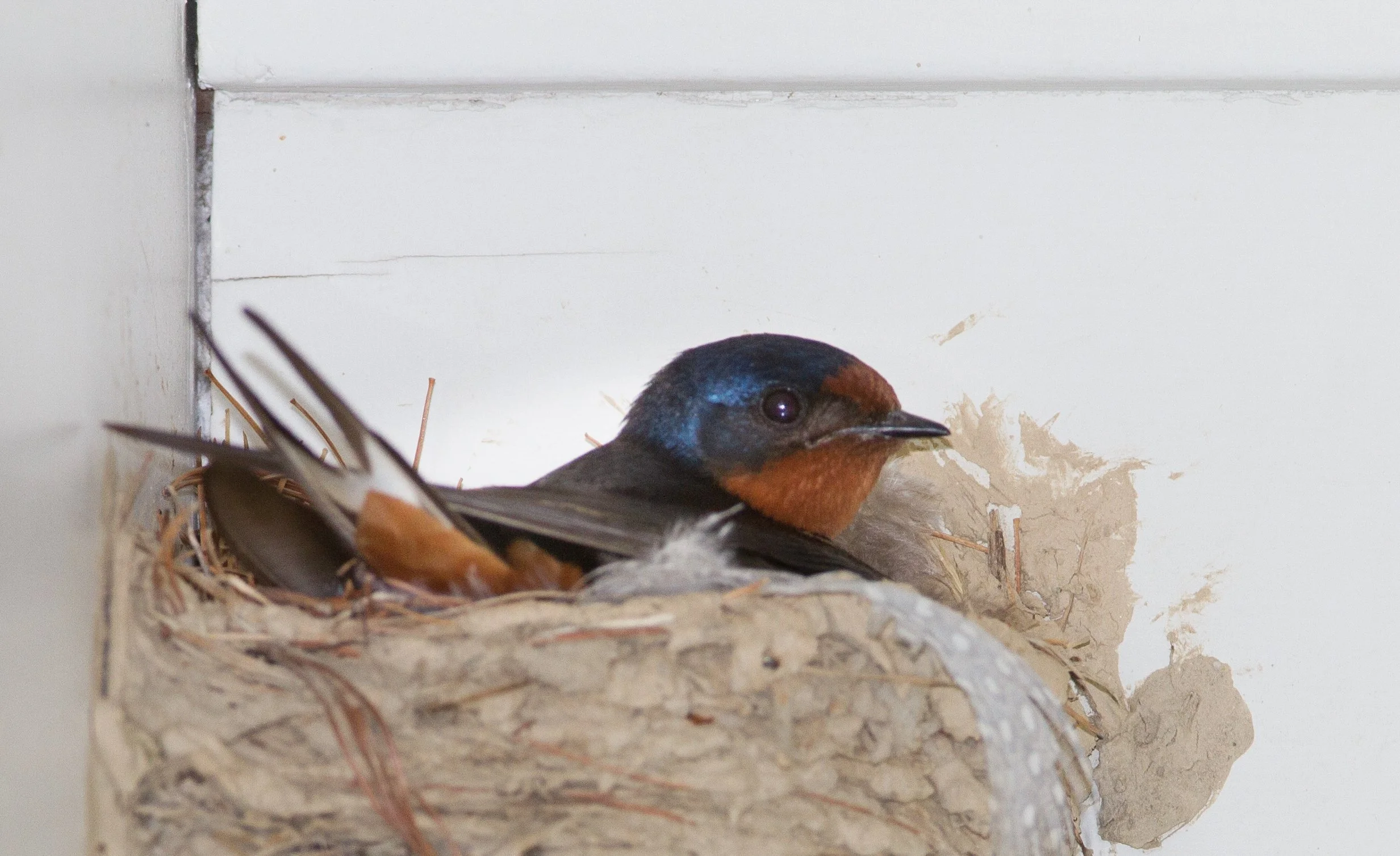 Square Birds 2022.2.13-37.jpg