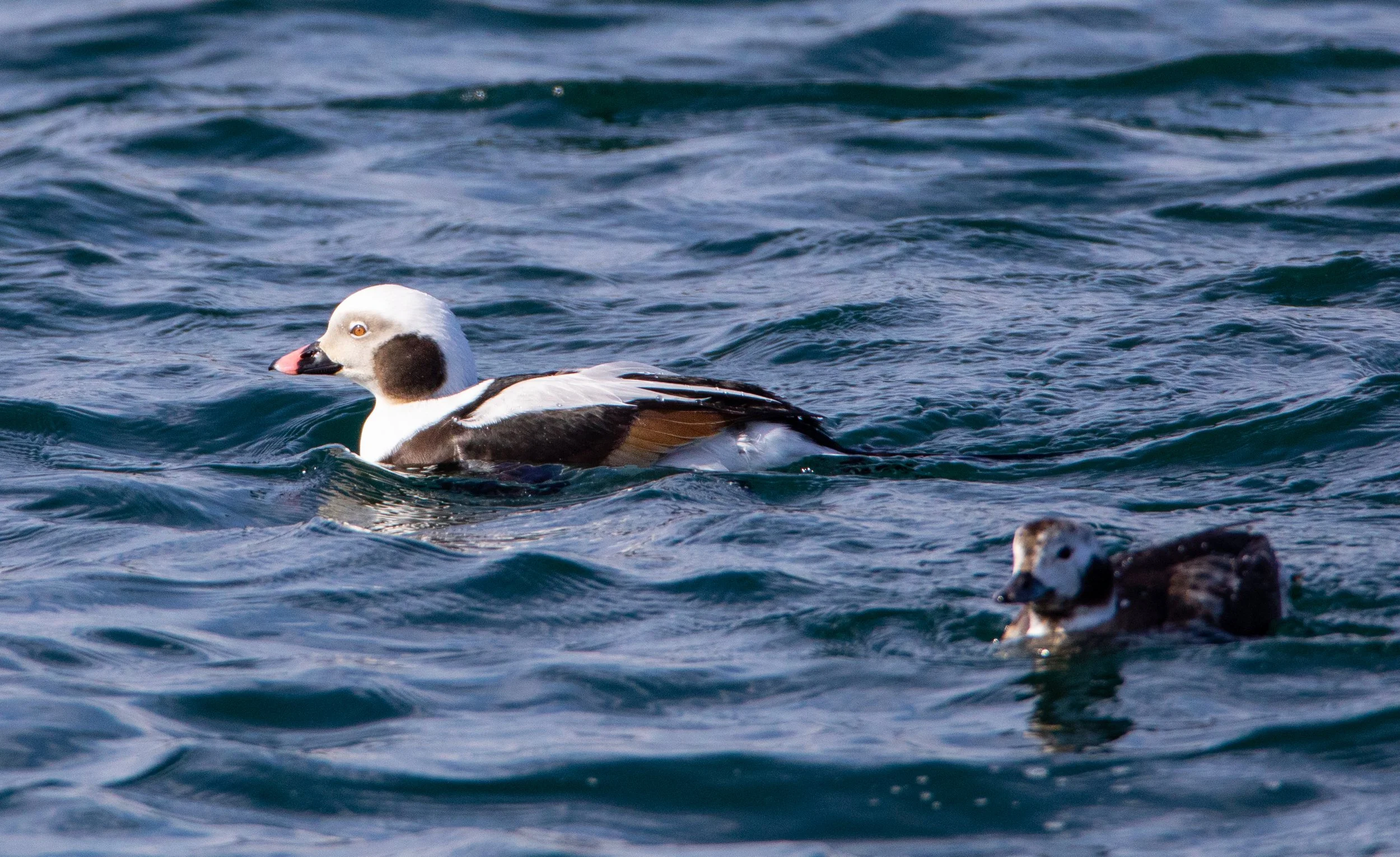 Square Birds 2022.2.13-47.jpg